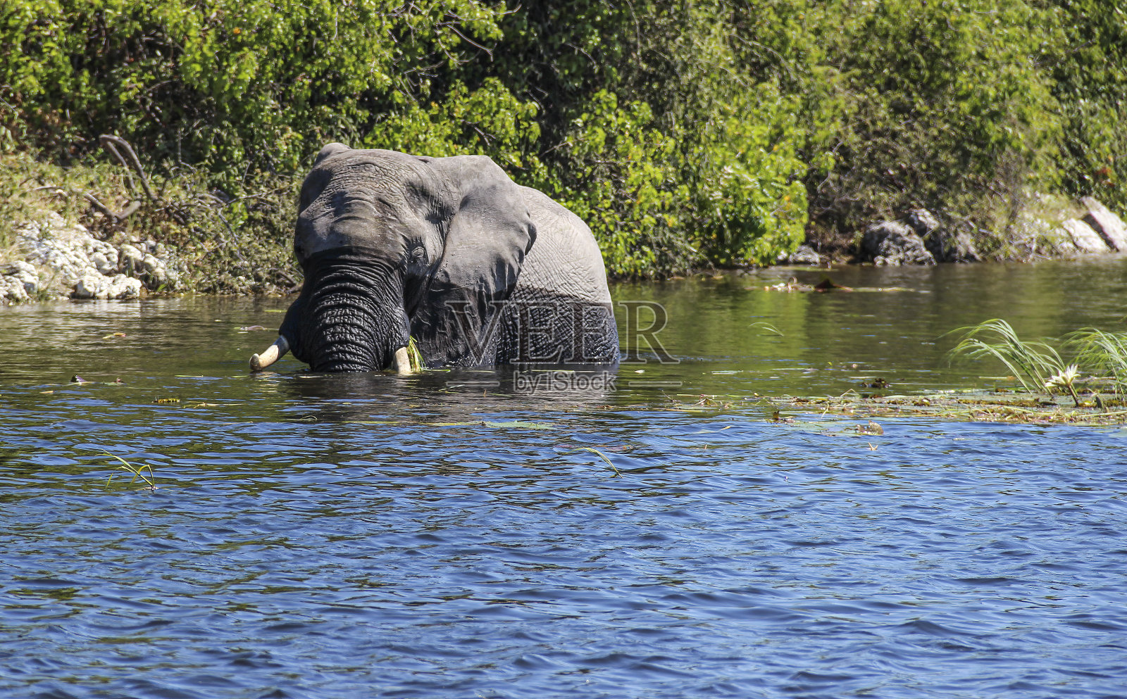 象游泳照片摄影图片