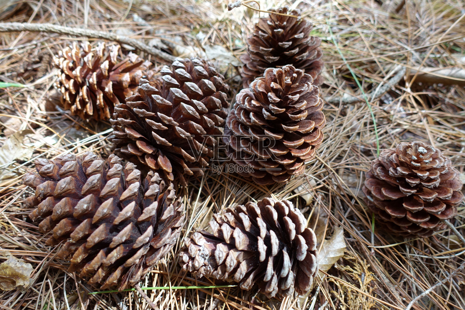 山上有很多大松果照片摄影图片