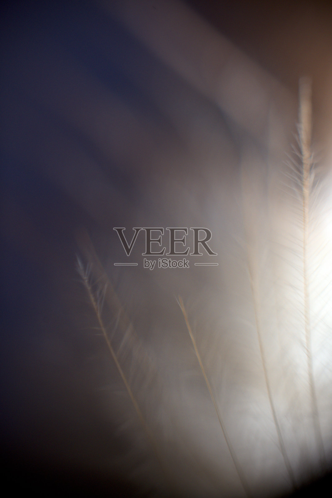 鸟的绒毛特写。羽毛的纹理。微距摄影的看法。照片摄影图片