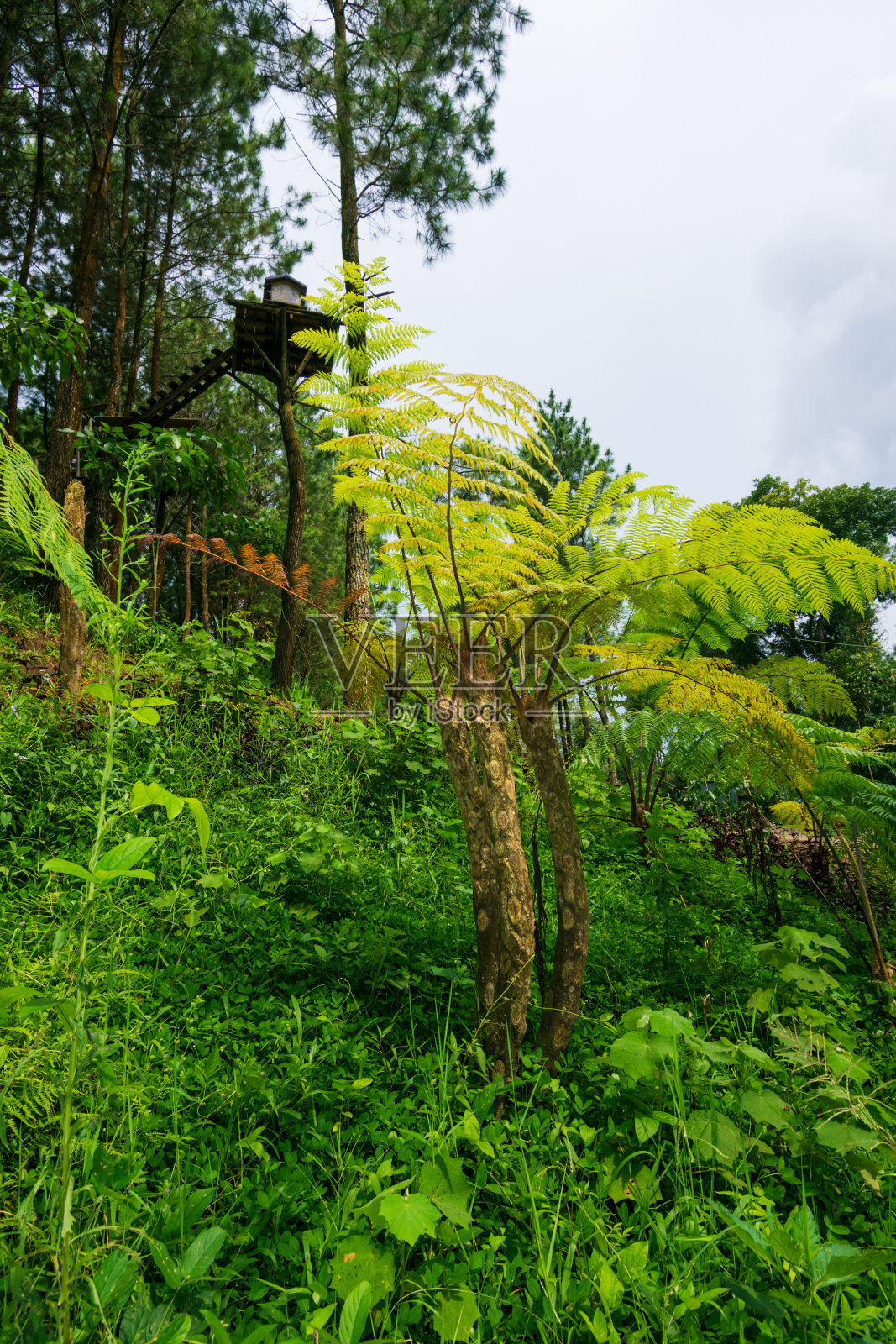 Dicksonia南极洲植物照片摄影图片