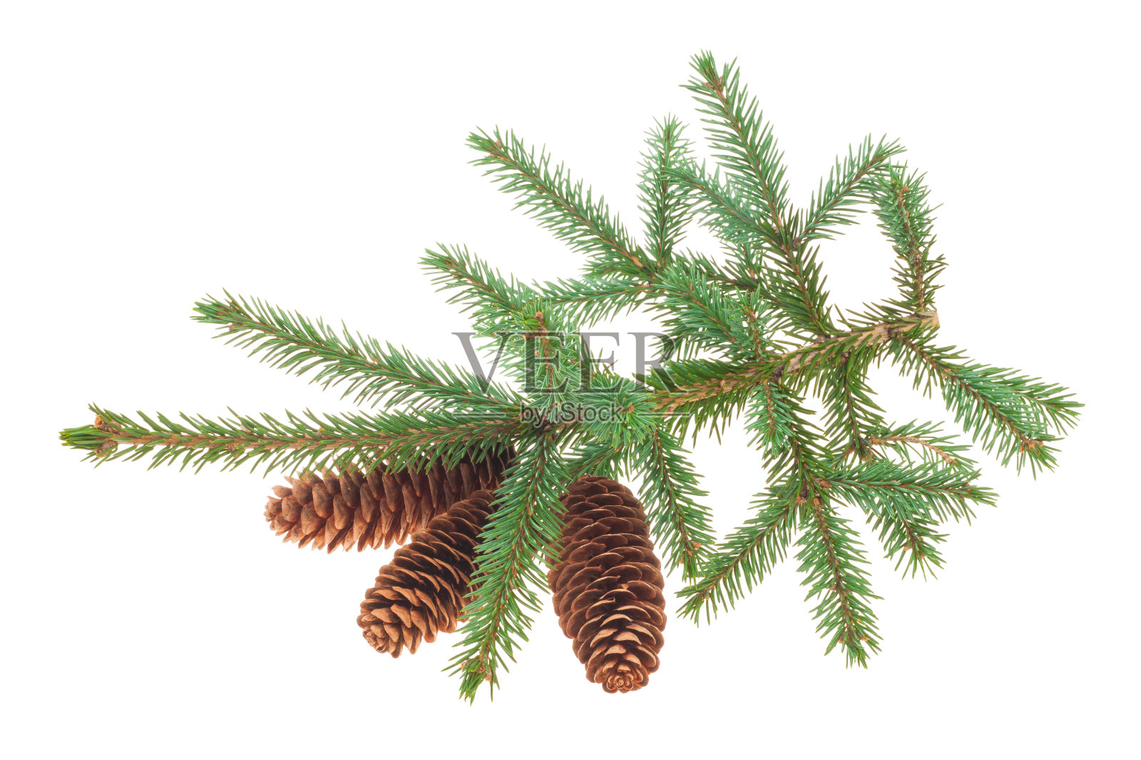 带枝冷杉球果照片摄影图片