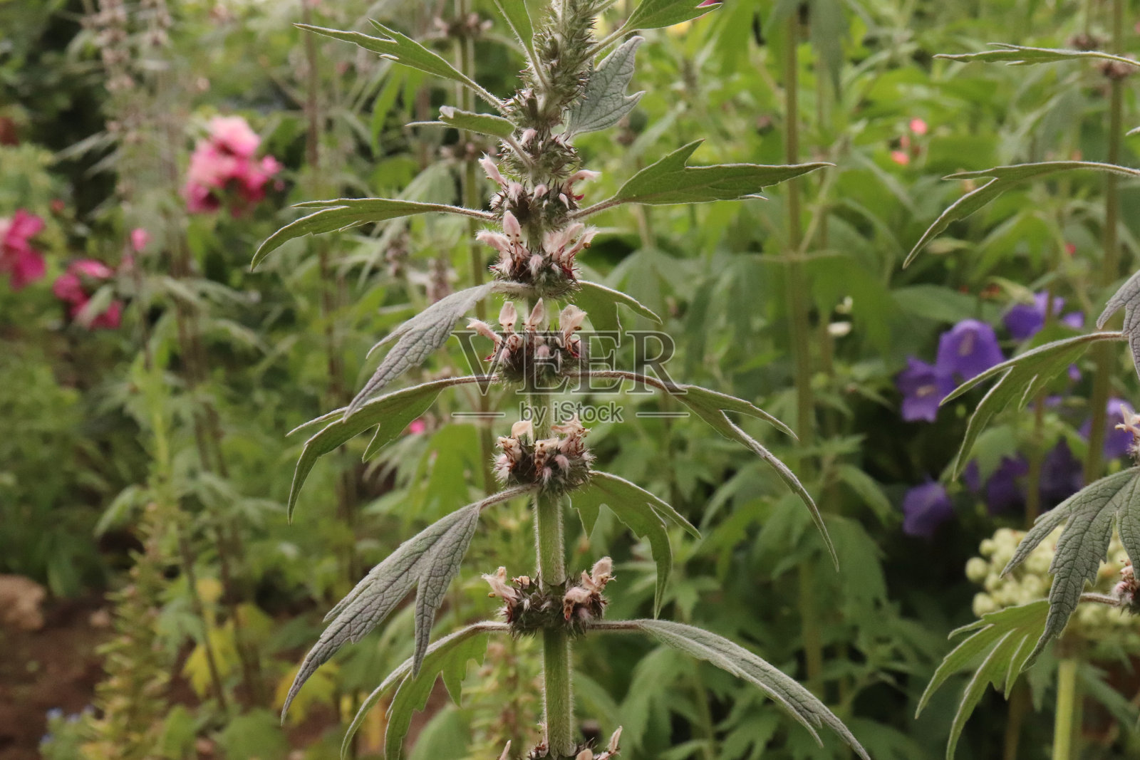 草本植物益母草在药草园，用作强心药。益母草的绿叶，合起来。照片摄影图片