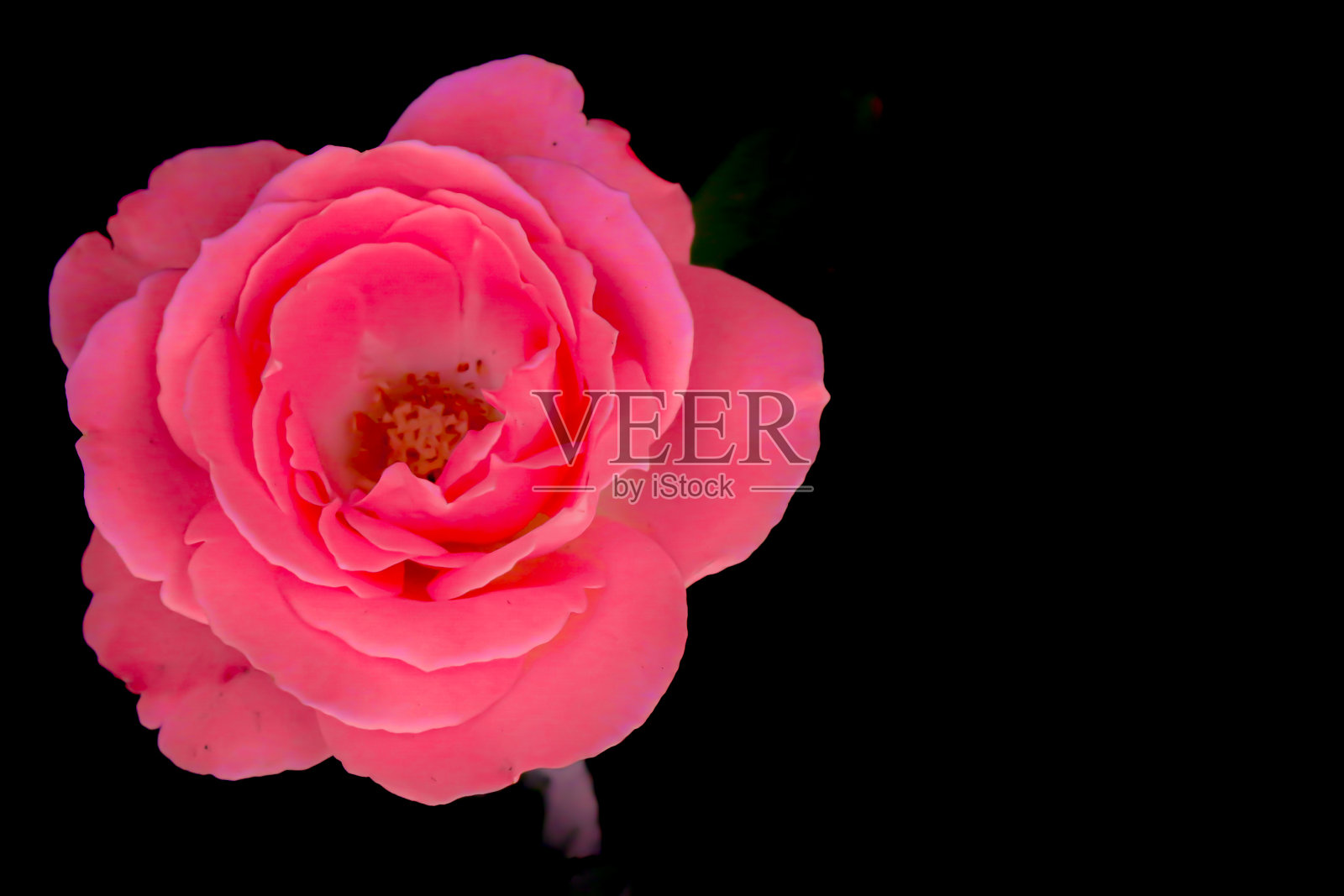一朵粉红色的单瓣玫瑰，孤立在黑色背景上照片摄影图片