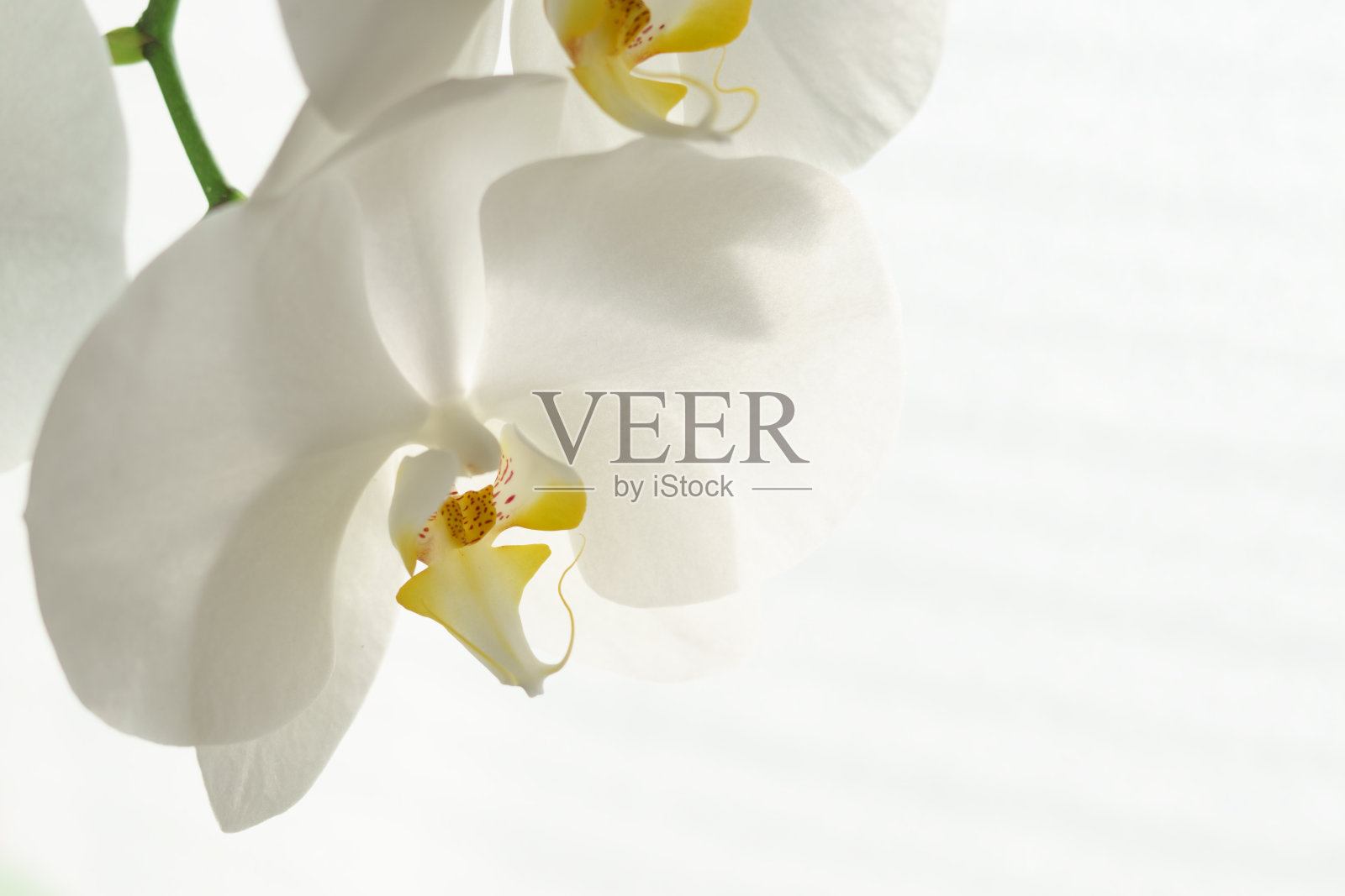 花的背景与白色蝴蝶兰。照片摄影图片