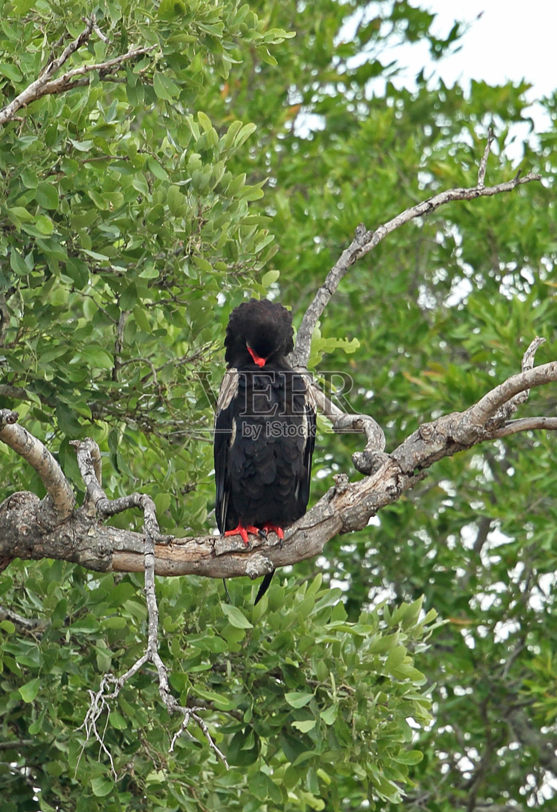 巴泰勒照片摄影图片