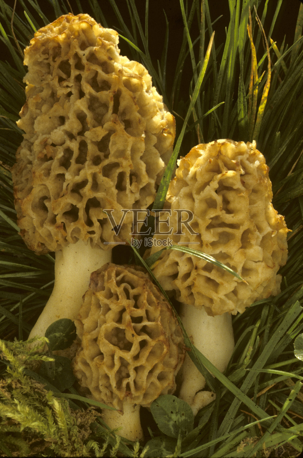 莫雷尔照片摄影图片