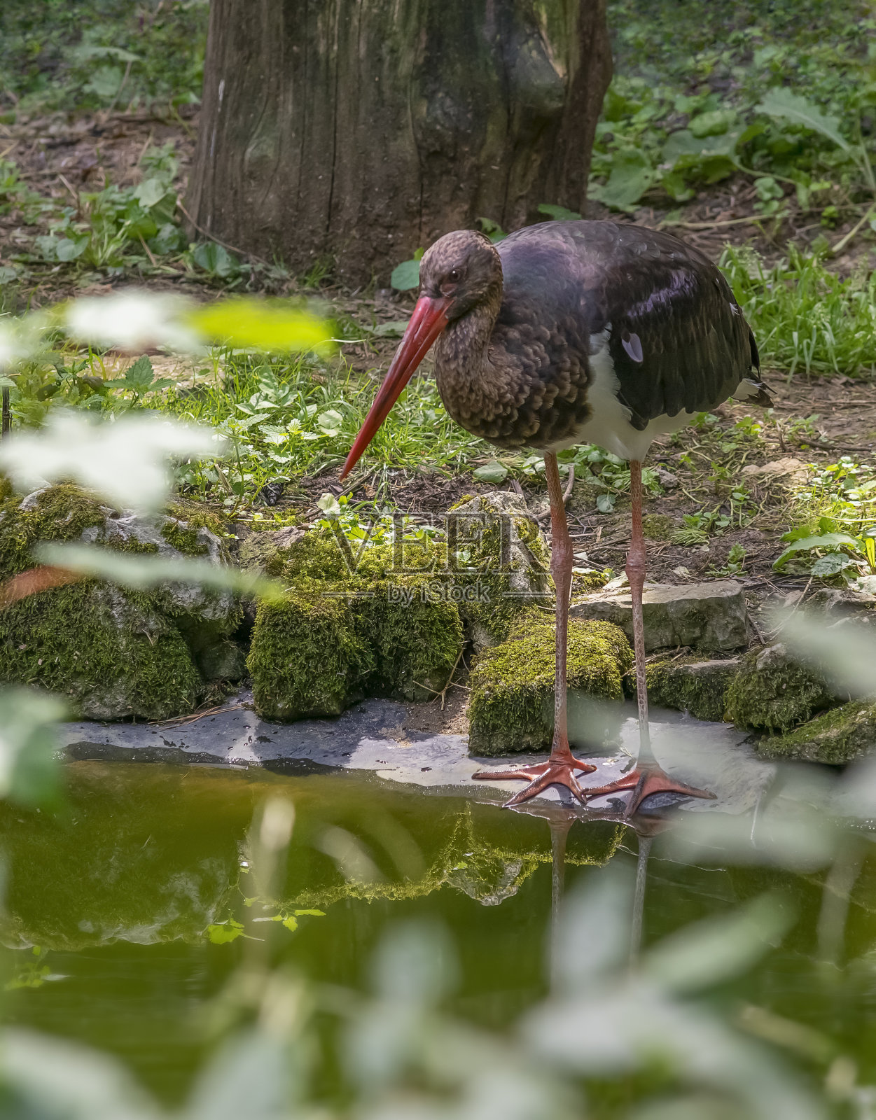 黑鹳照片摄影图片