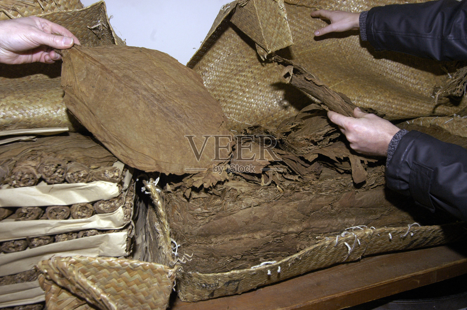 烟草工厂的生烟叶照片摄影图片