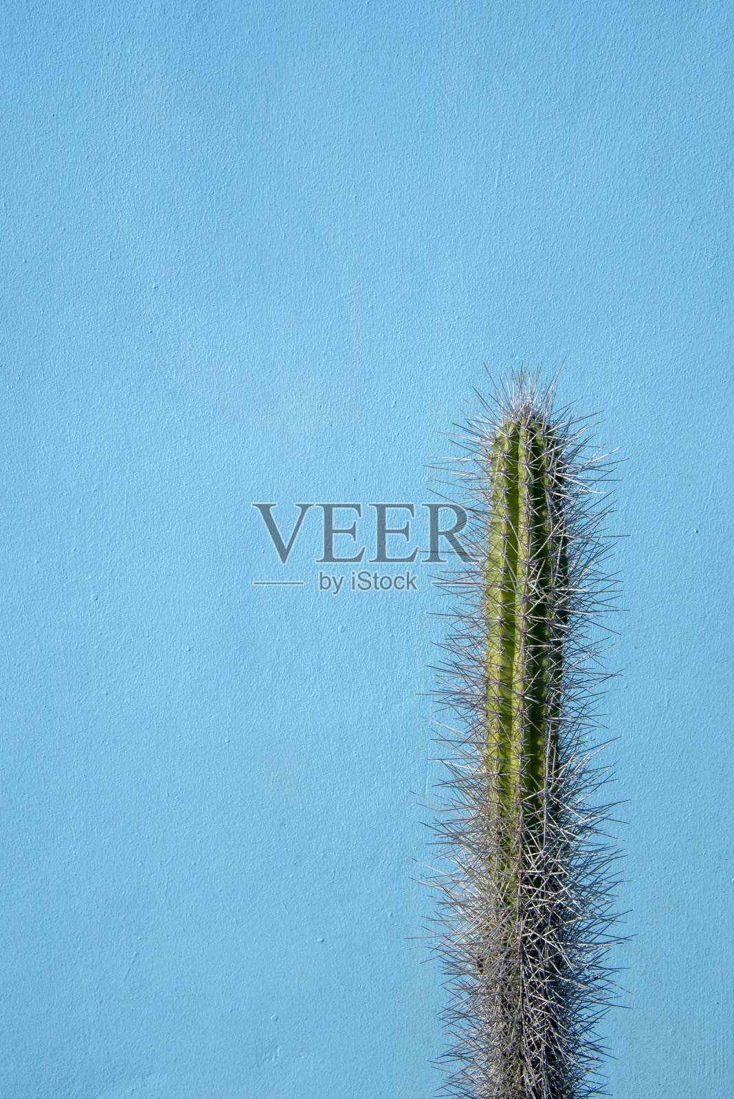 仙人掌和浅蓝色的墙照片摄影图片