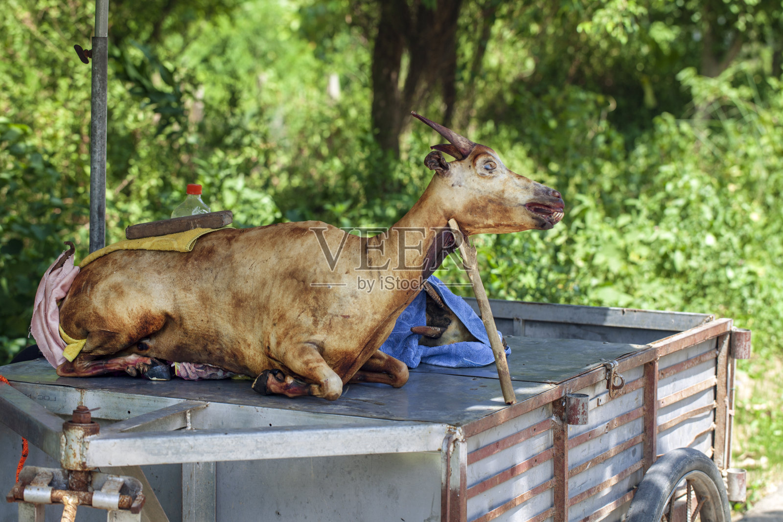 宁平越南路边卖的烤山羊尸体照片摄影图片