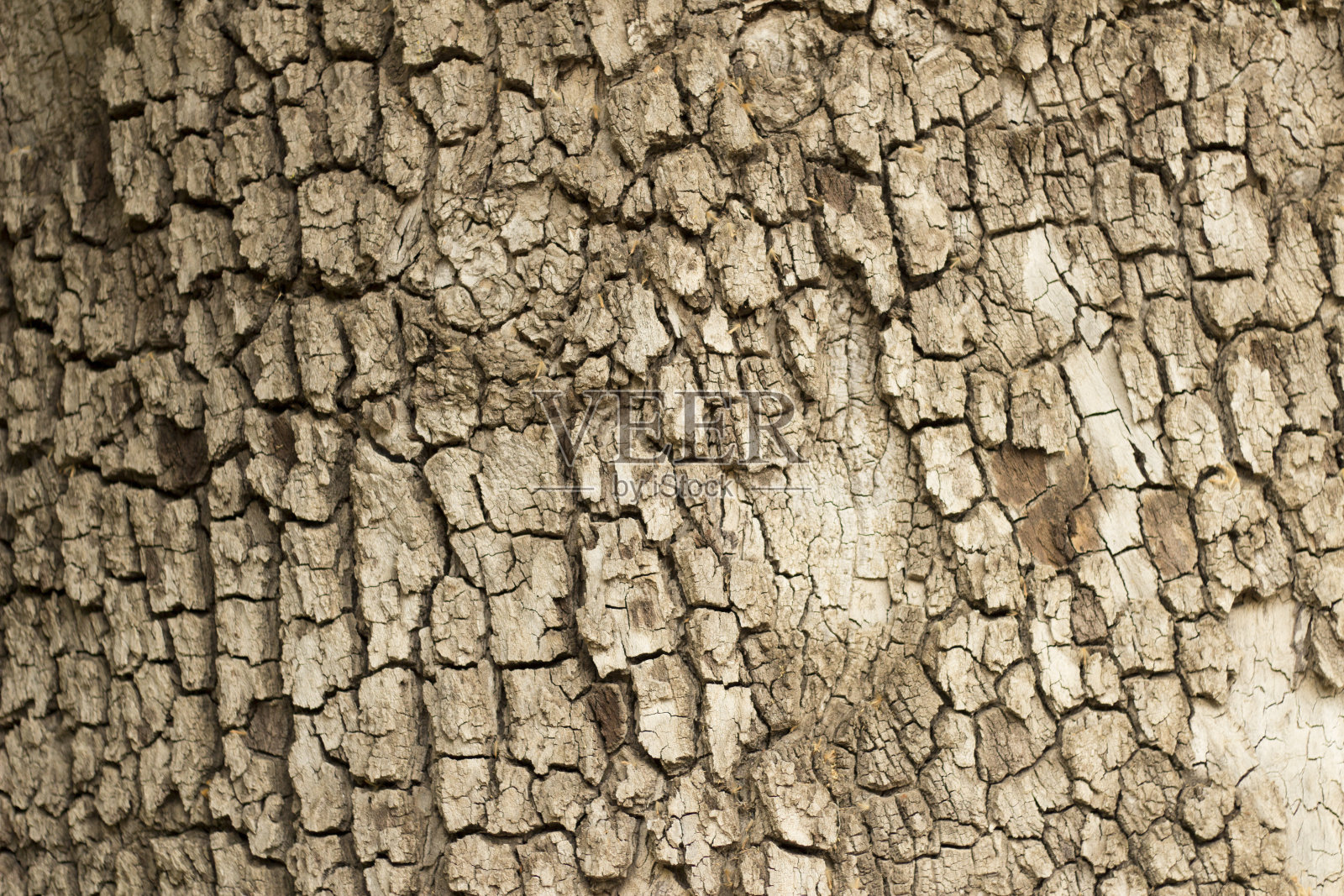 树干自然粗糙的质感，配以自然光，热爱自然的理念照片摄影图片
