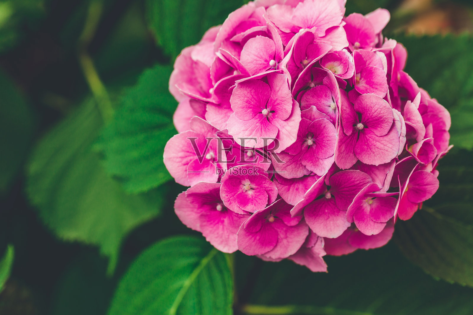 花园里盛开的粉红色绣球花或hortensia照片摄影图片