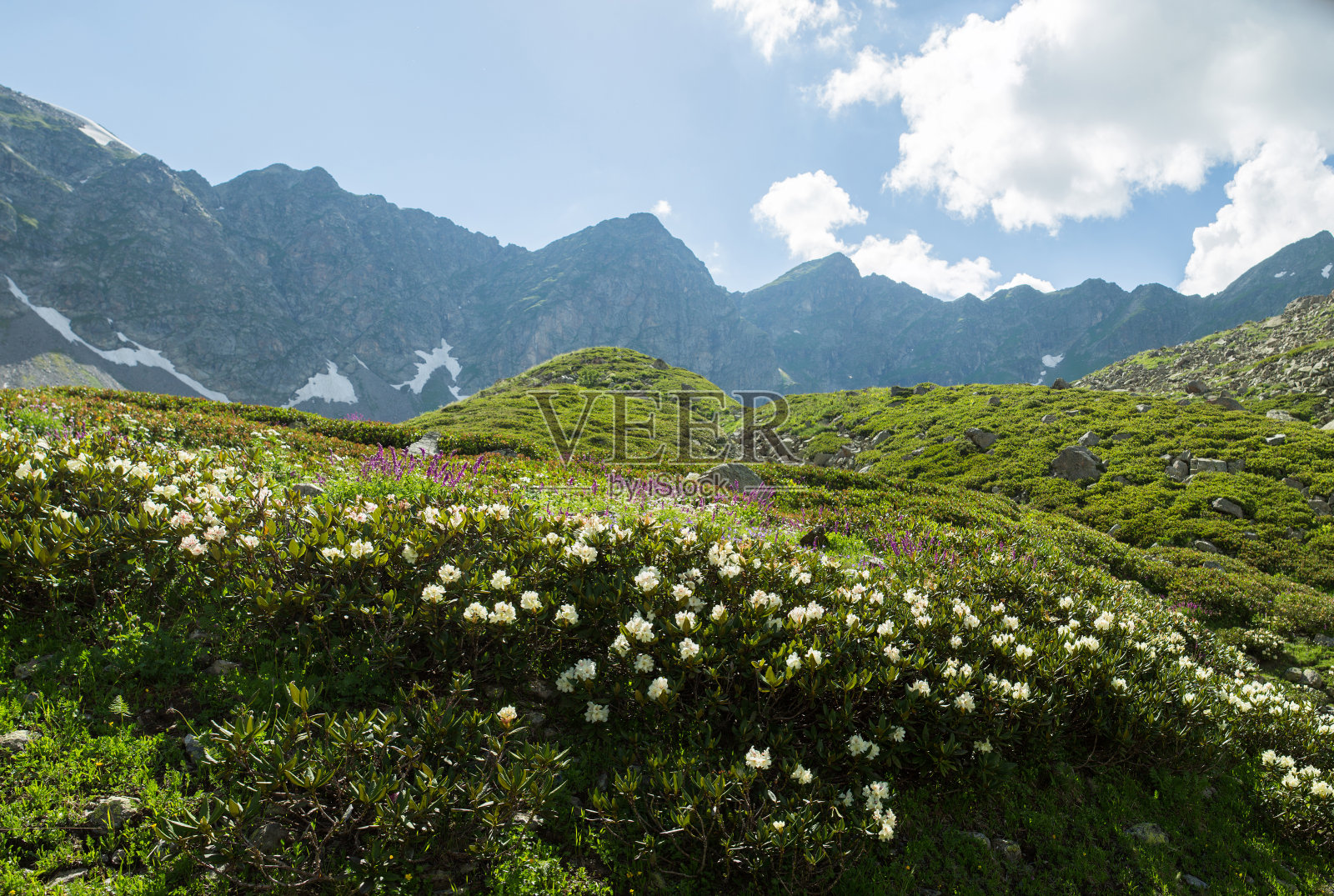 在山区平原上的一大片风景如画的白色花朵。夏天美丽的山景。照片摄影图片
