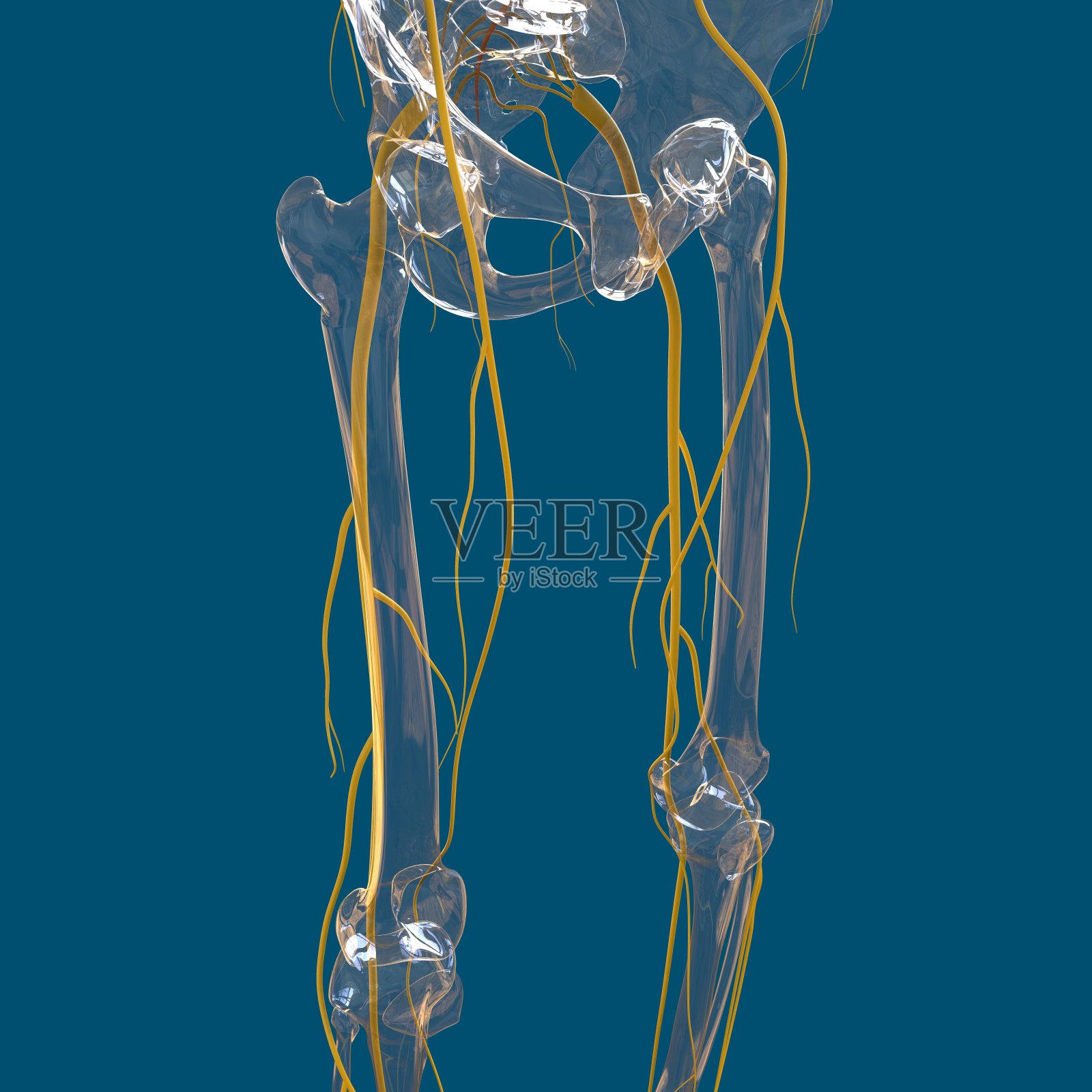 人体神经系统解剖学的医学概念3D照片摄影图片