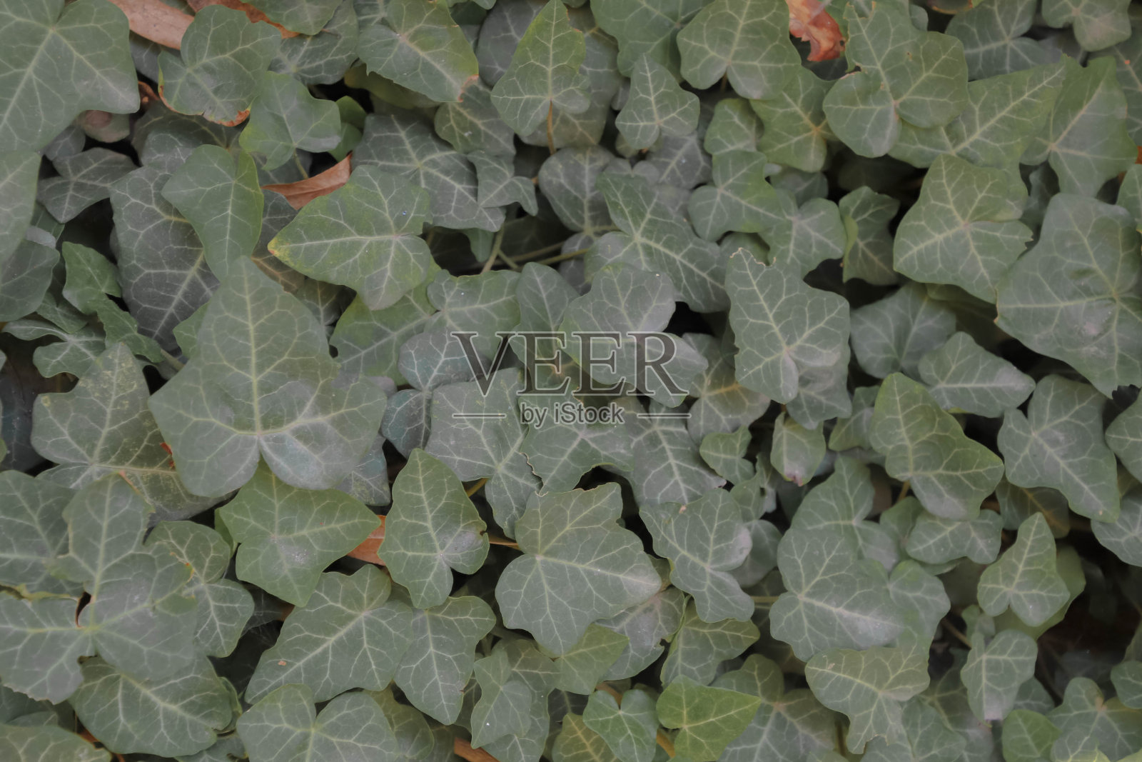 绿色背景。照片摄影图片