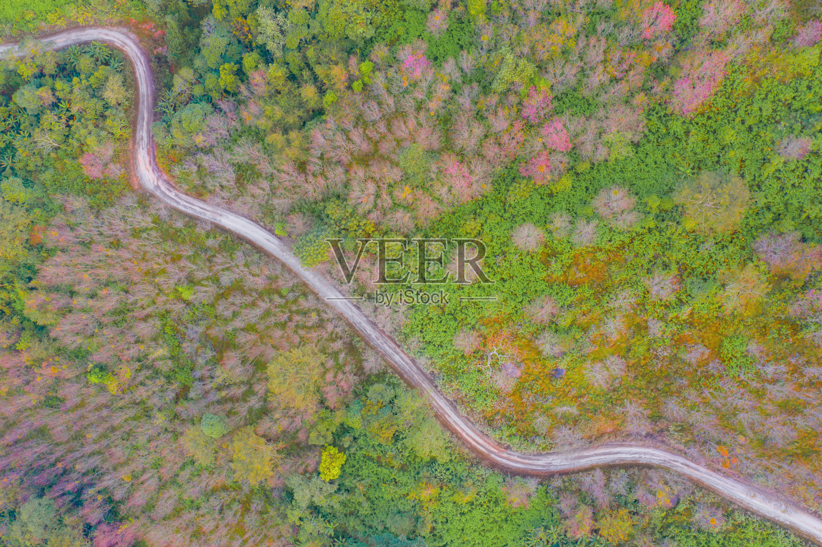 鸟瞰泰国福罗洛国家公园樱花盛开的街道，福显荣Kla国家公园。自然景观背景。粉红色是春天的颜色。照片摄影图片