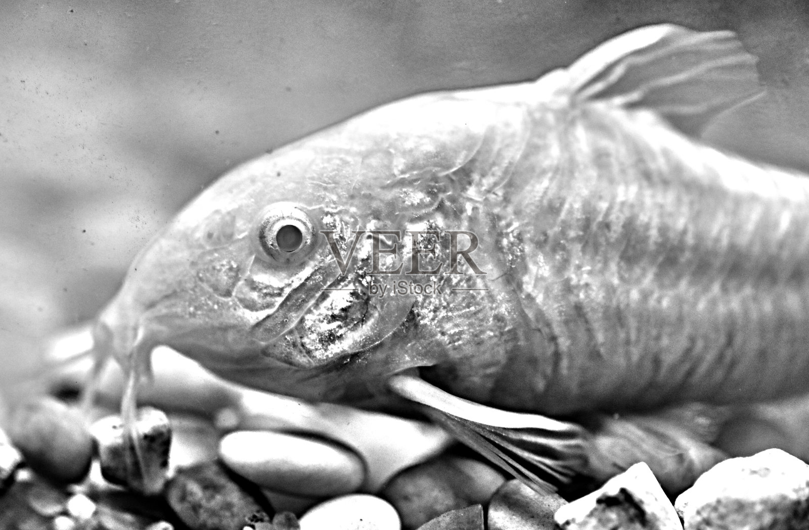 Corydora科里鲶鱼照片摄影图片