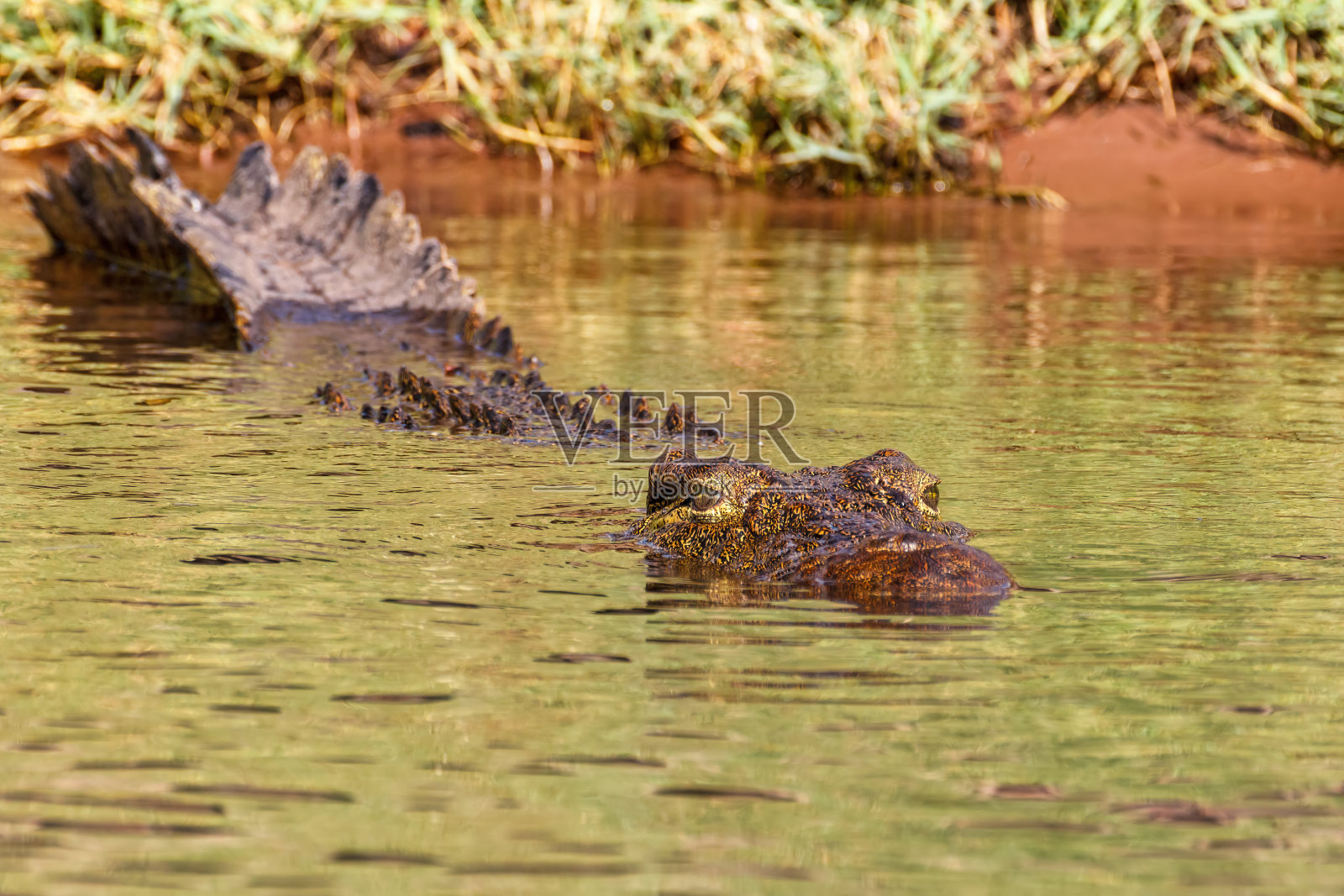 博茨瓦纳丘比河的尼罗河鳄鱼照片摄影图片