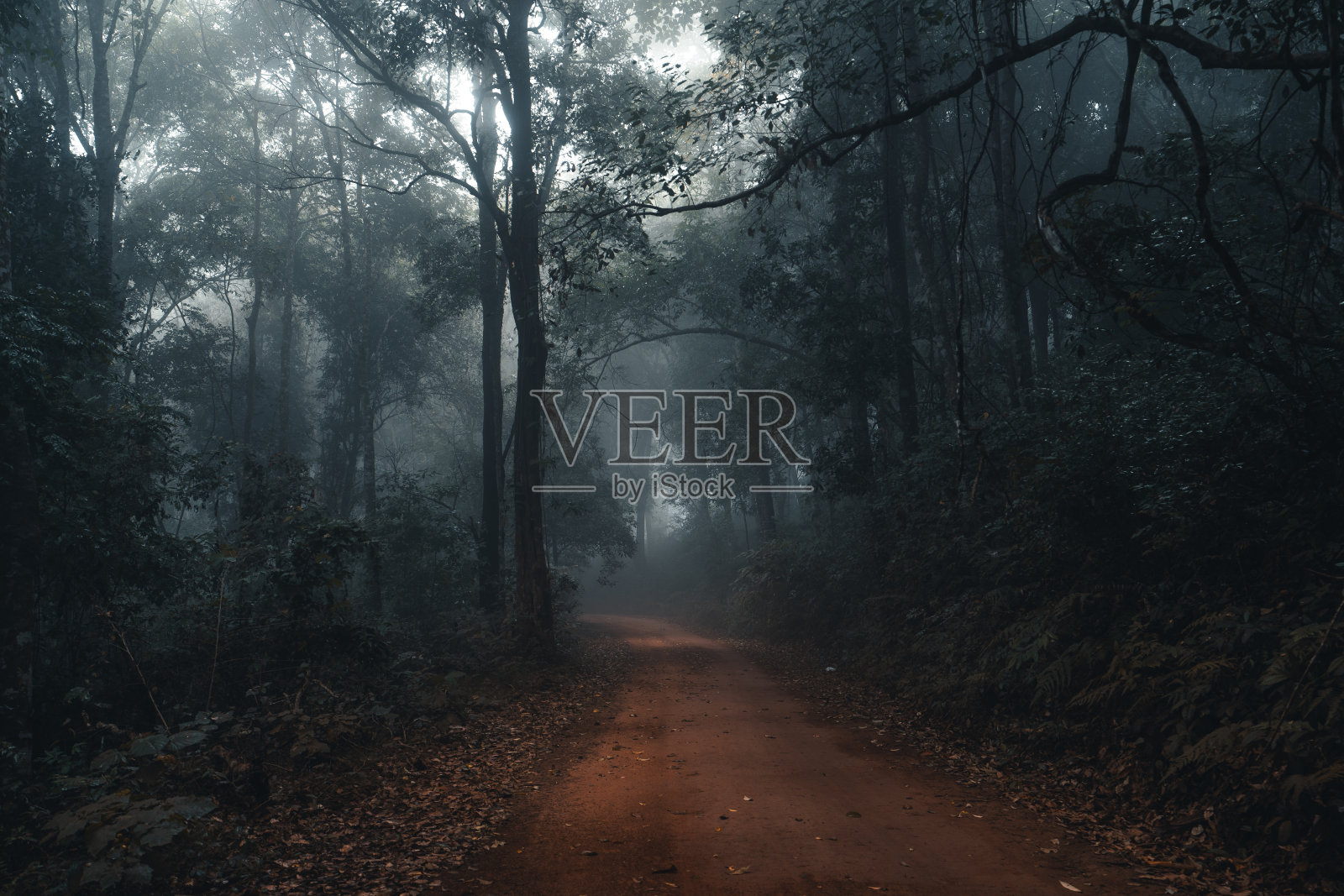 热带森林中的雾和树木照片摄影图片