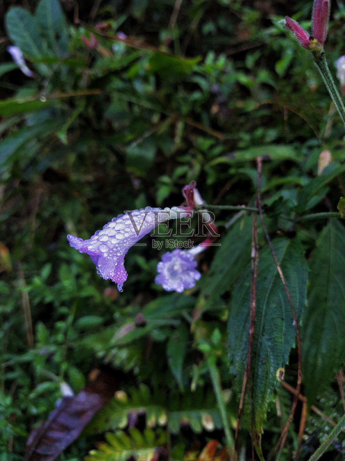 野花照片摄影图片