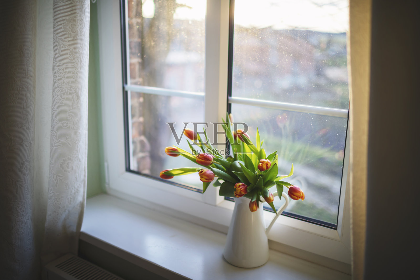 明亮的窗户边放着一盆新鲜的郁金香照片摄影图片