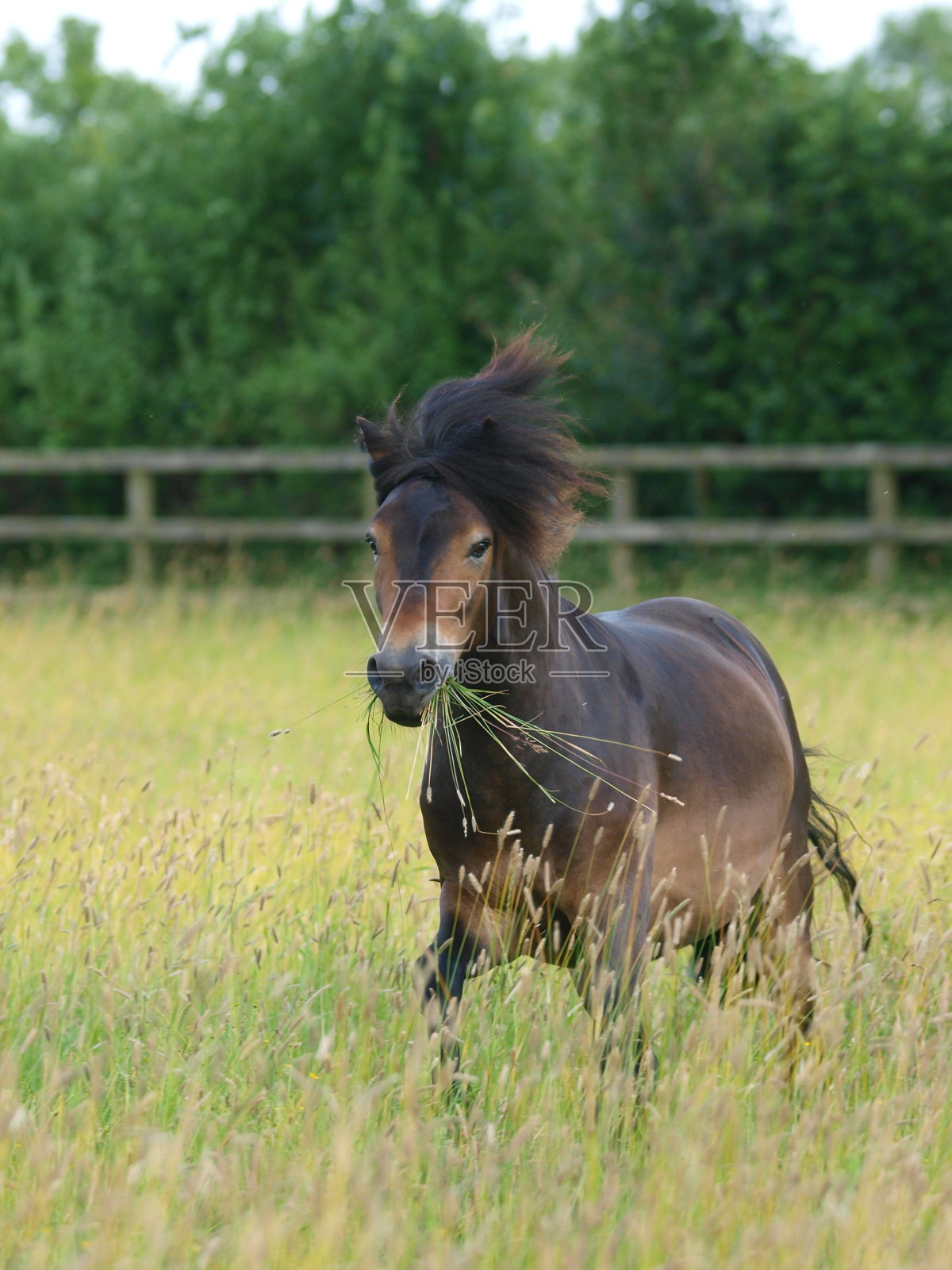 稀有品种埃克斯穆尔照片摄影图片