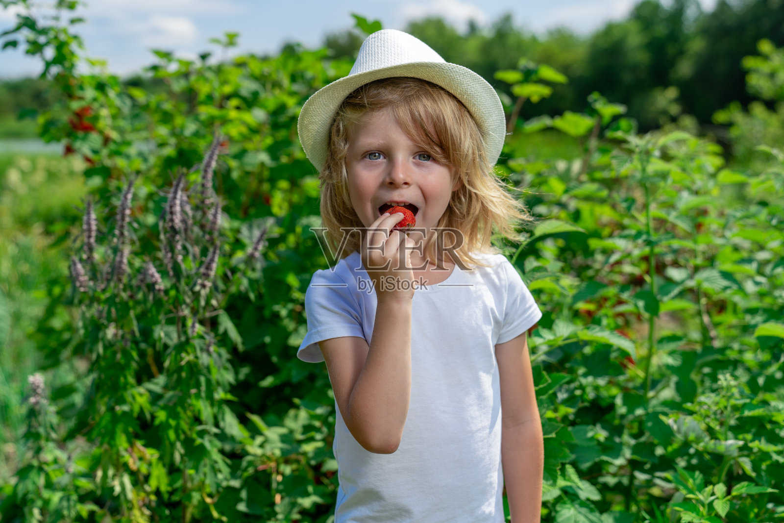 金发男孩在花园里摘了一颗浆果照片摄影图片