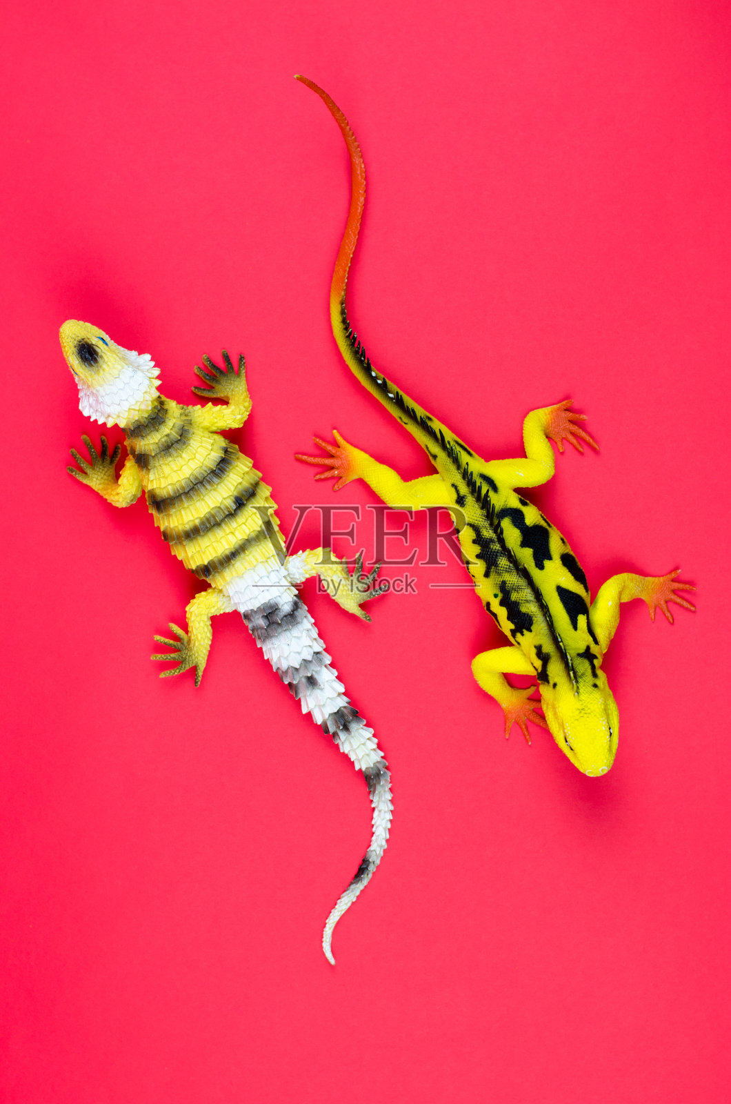 两个黄色的蜥蜴。野生食肉动物照片摄影图片