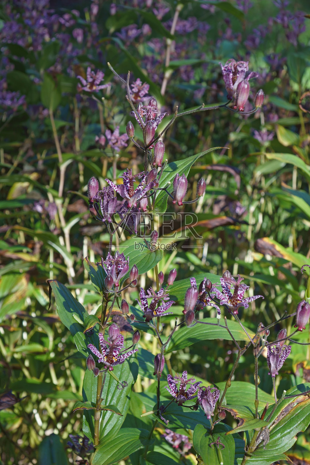 台湾蟾蜍莲照片摄影图片