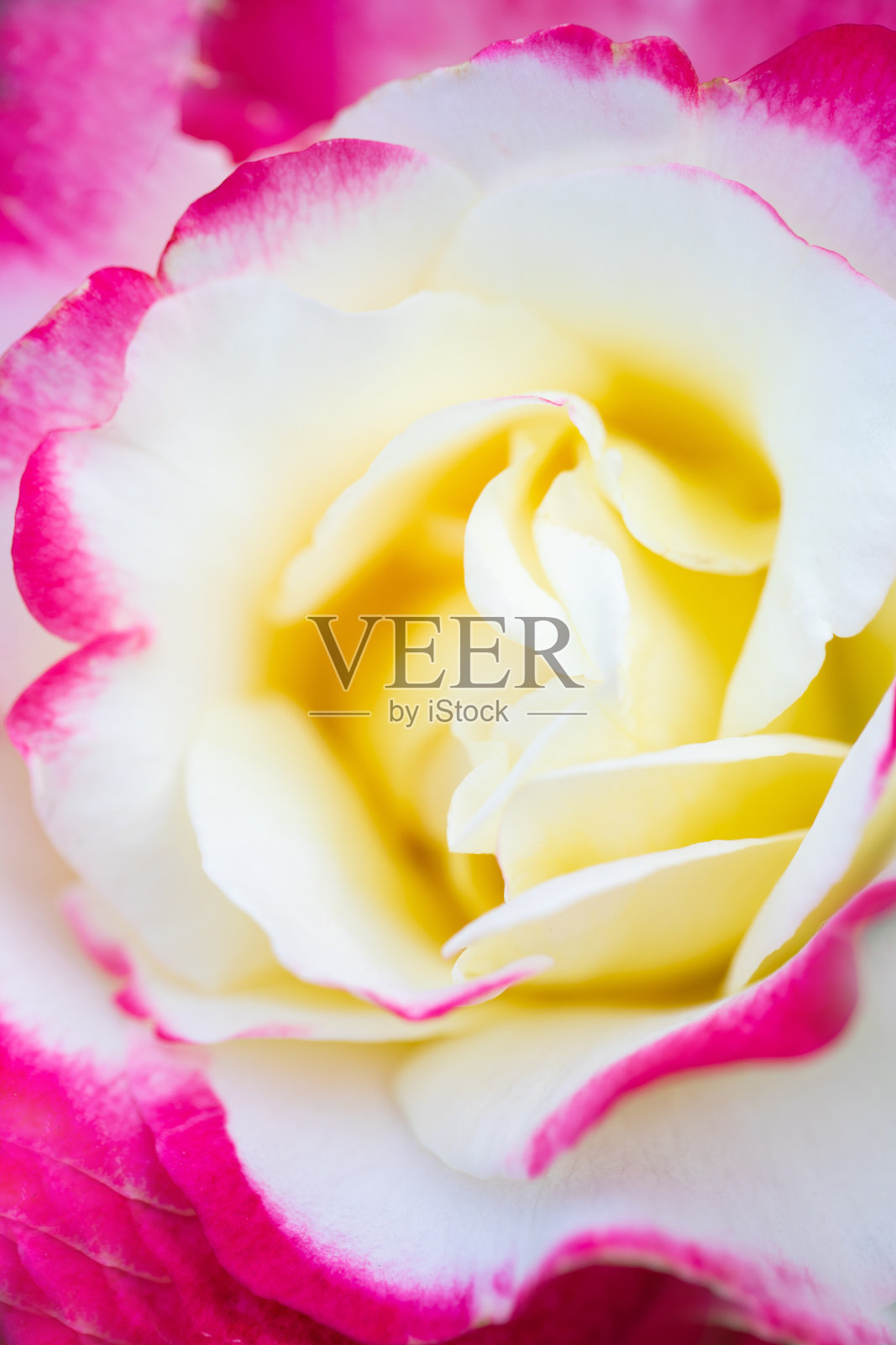 粉色玫瑰洋桔梗花朵特写照片摄影图片