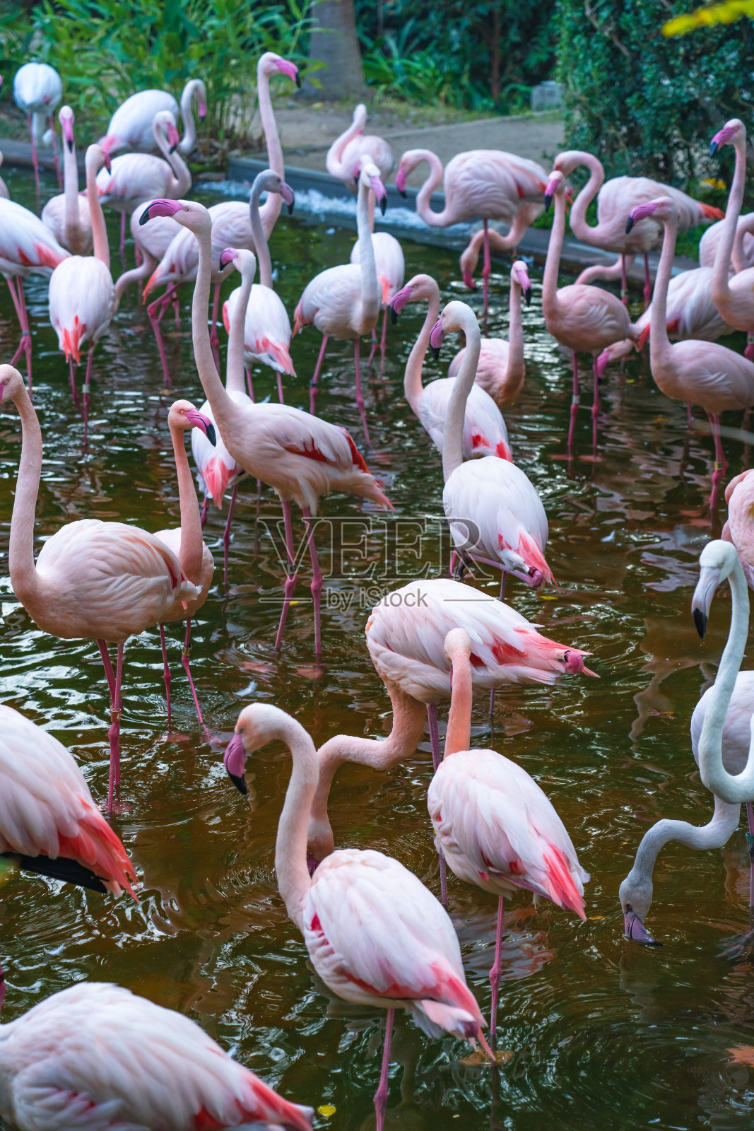 香港九龙公园的火烈鸟照片摄影图片