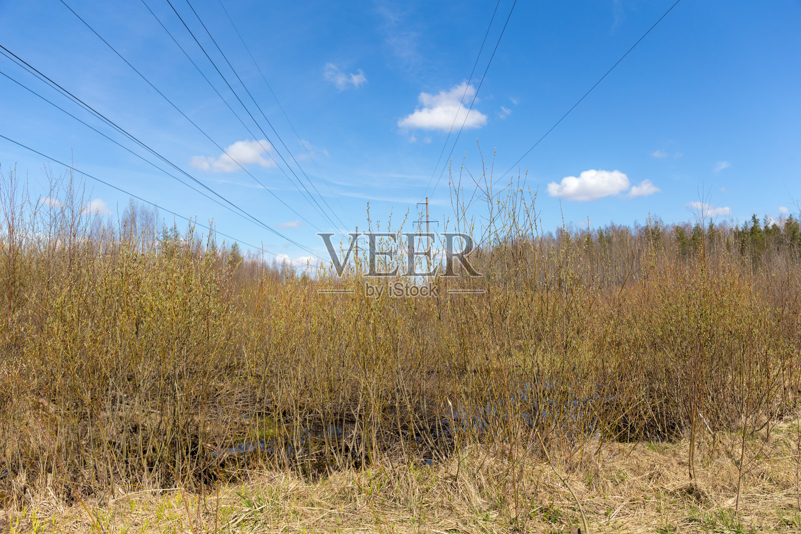 森林里的电线照片摄影图片