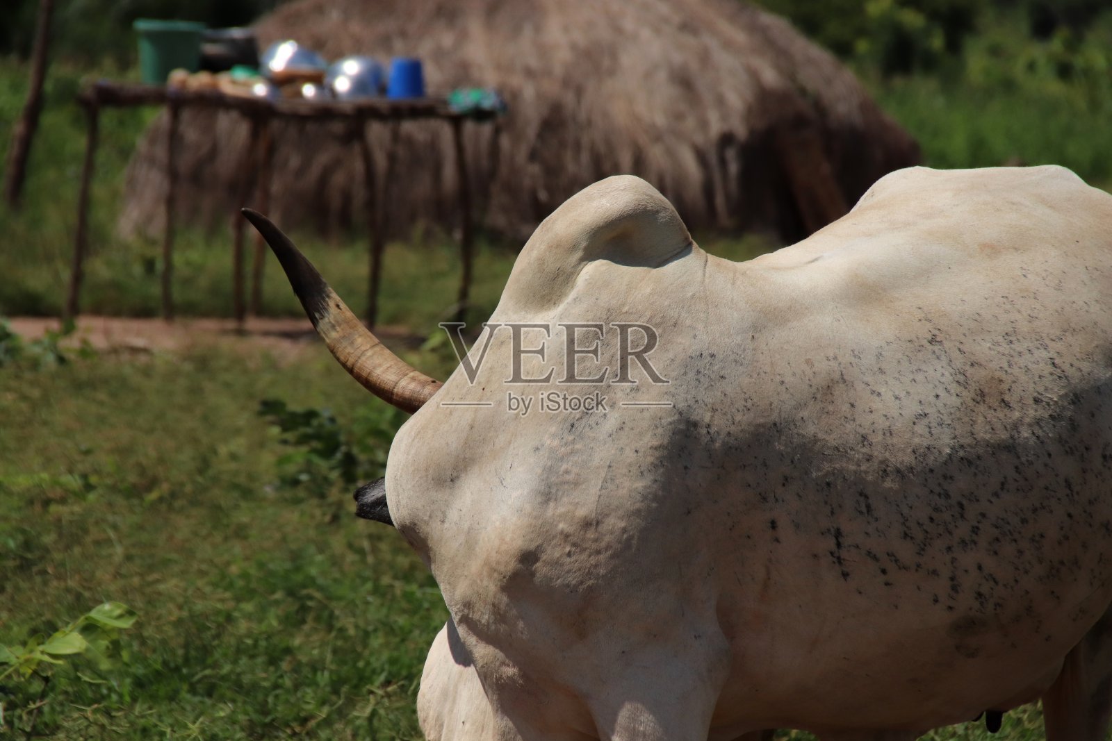 富拉尼部落的牛，Atakpamé，西非多哥。照片摄影图片