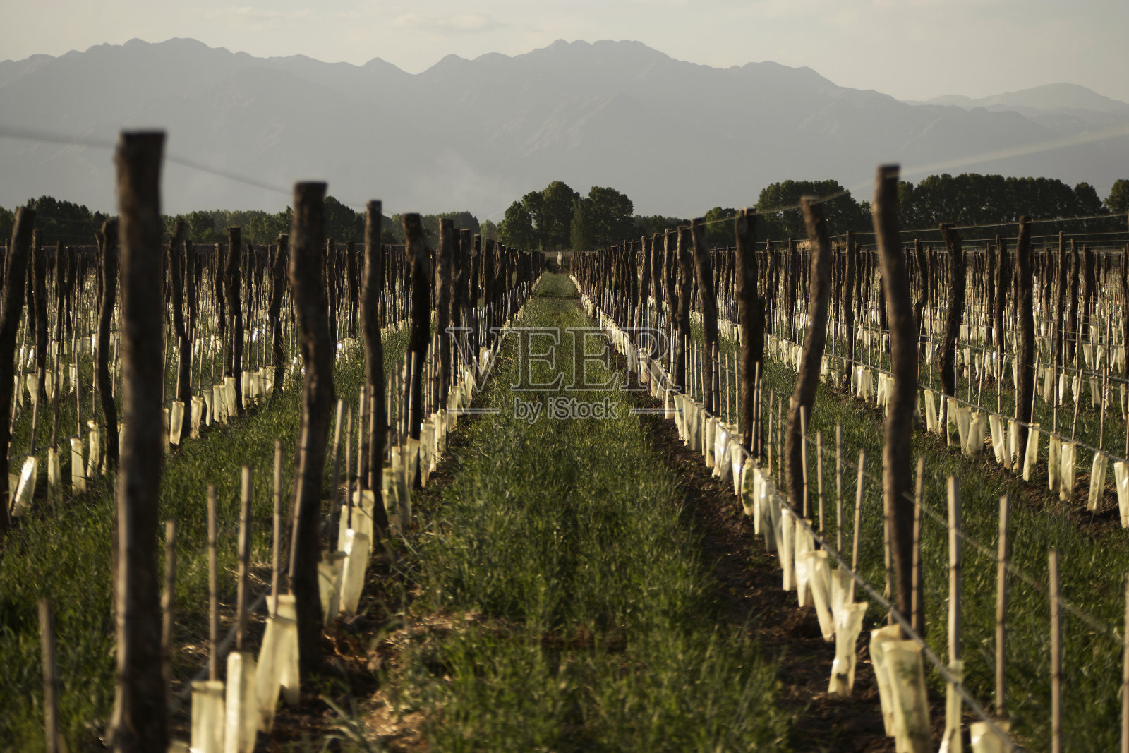 幼苗和棚架杆照片摄影图片