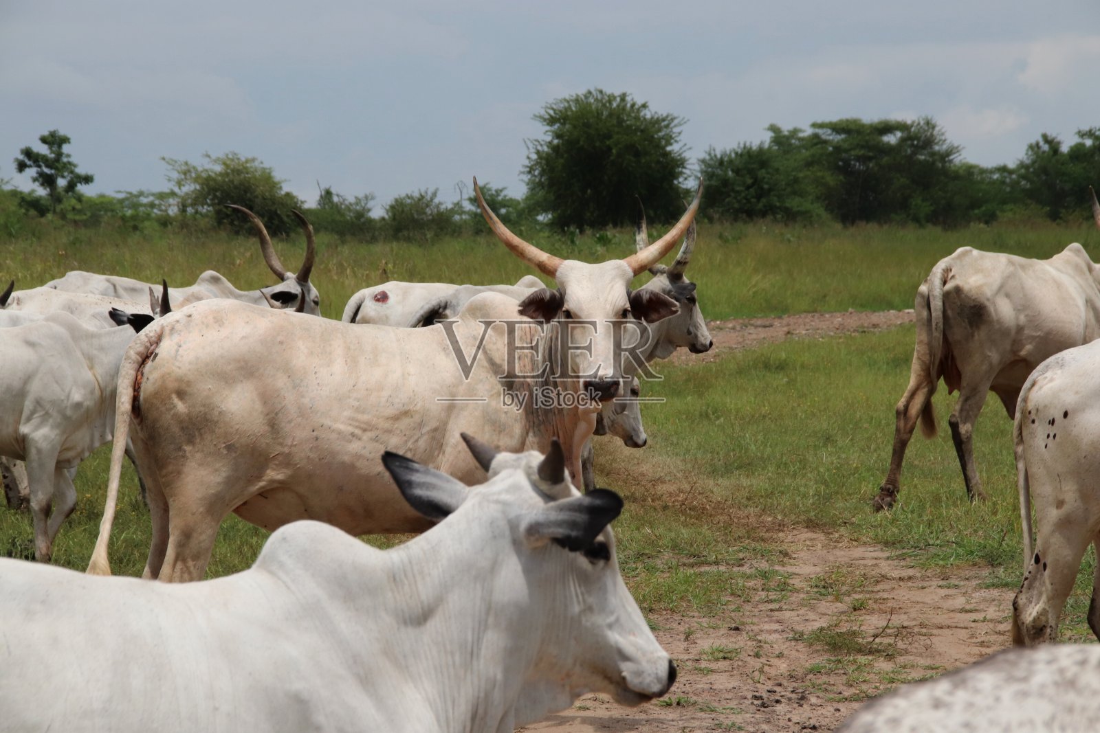 西非多哥莫诺河Nangbeto大坝附近的一群牛。照片摄影图片