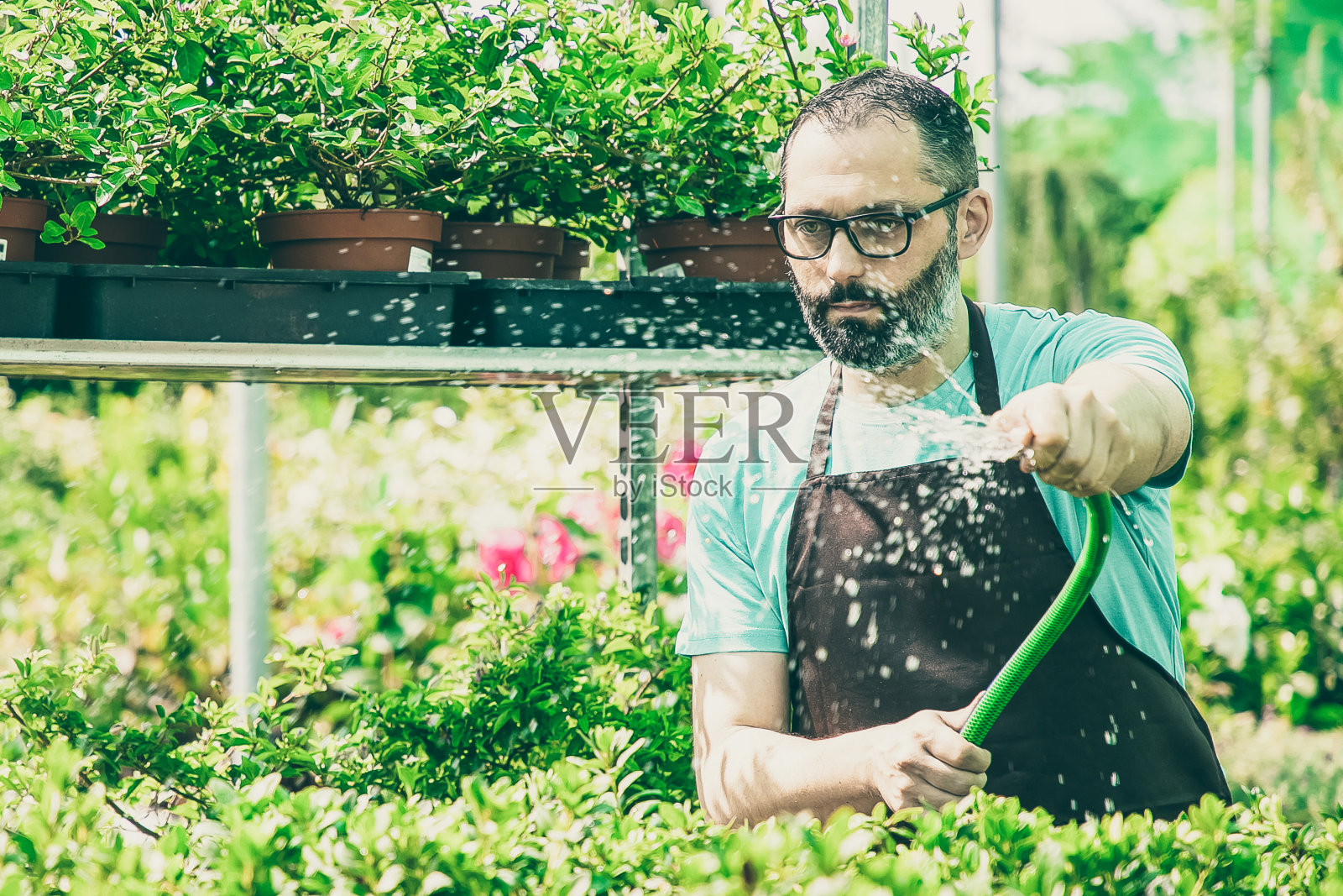 专注的白种人浇植物在盆从软管照片摄影图片