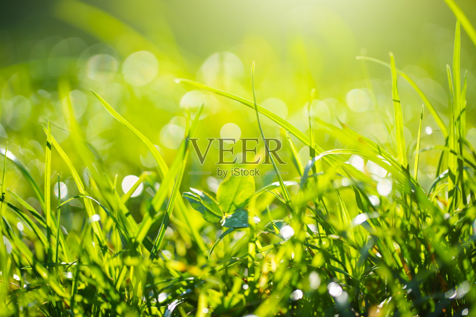 青草上的晨露照片摄影图片