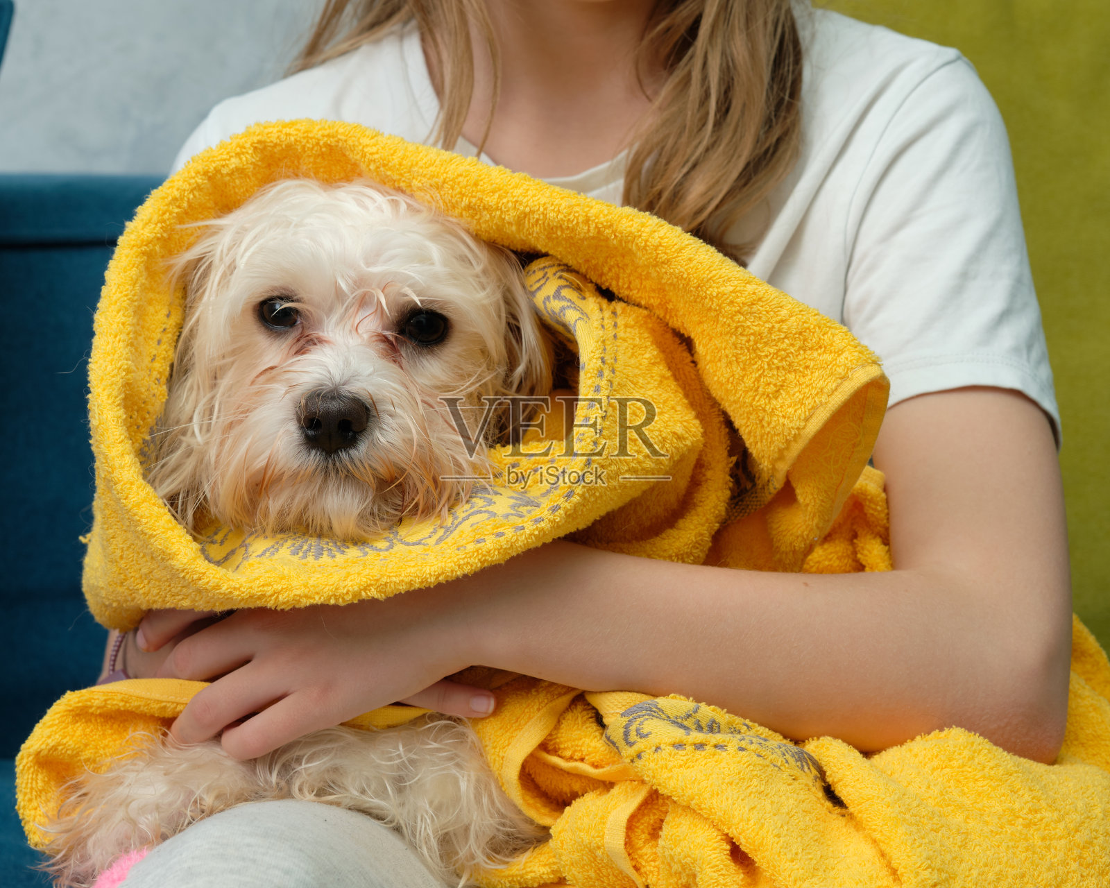 马耳他狗在一个女孩的怀抱黄色的毛巾照片摄影图片