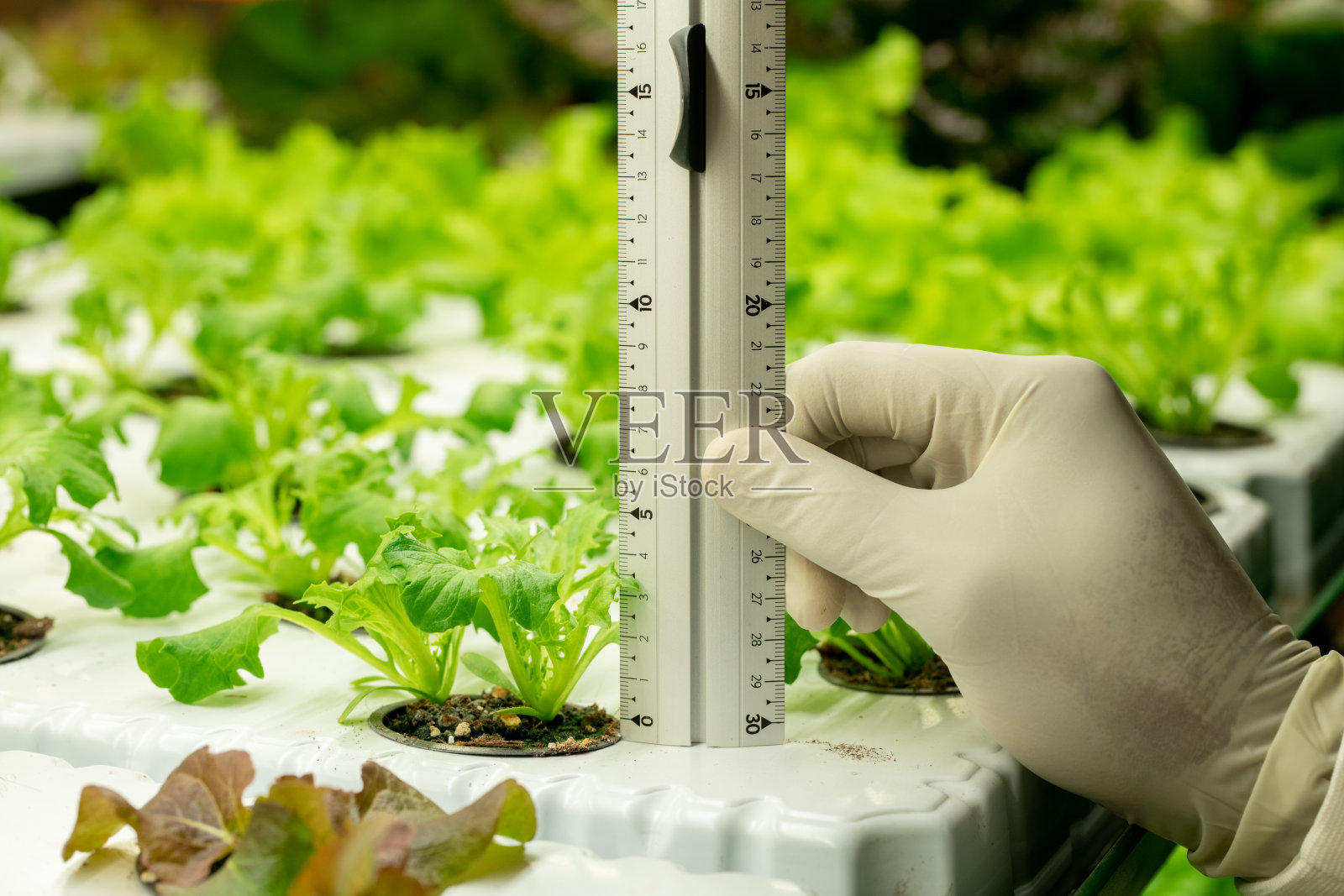 戴着手套的垂直农场工人的手拿着尺子靠近生菜幼苗照片摄影图片