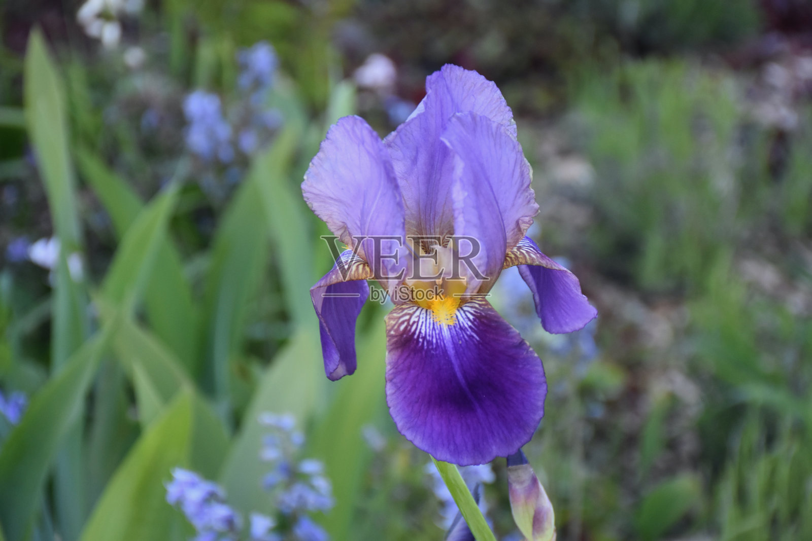 虹膜照片摄影图片