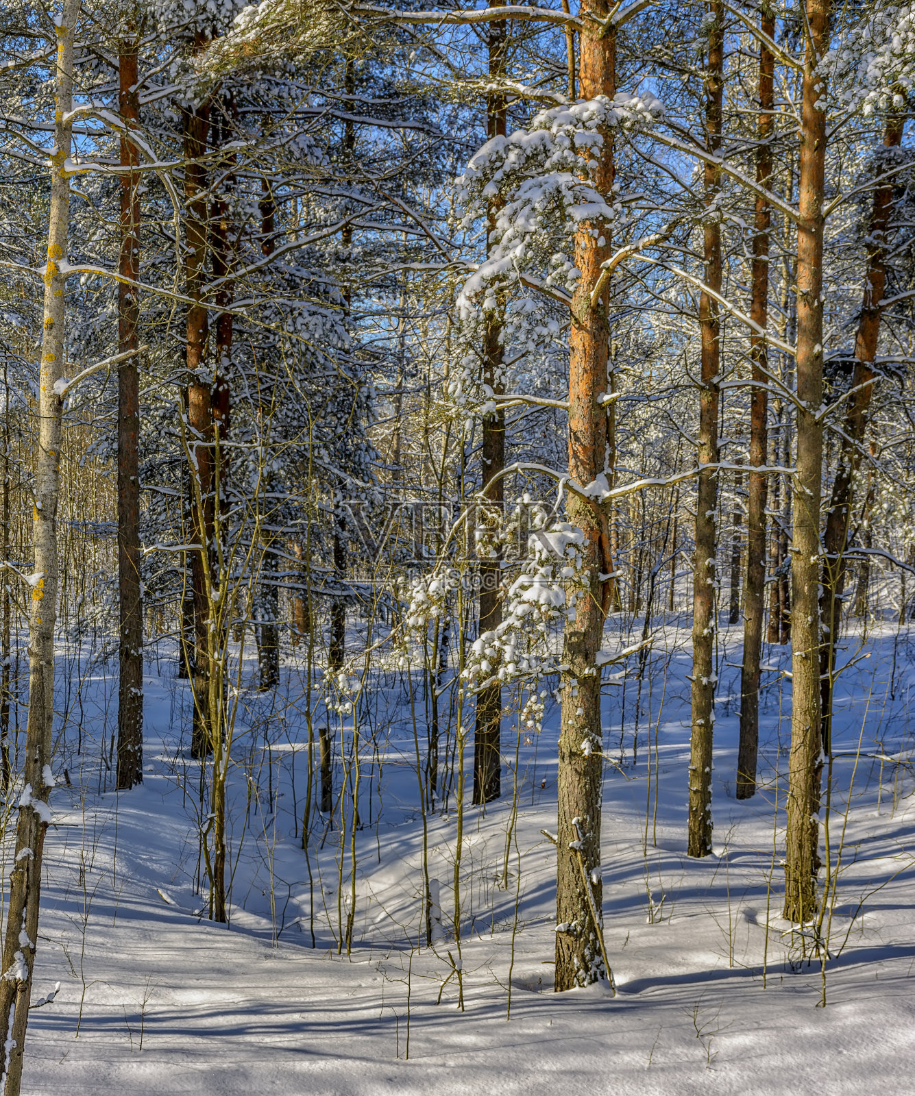 三月的一个阳光明媚的日子，在列宁格勒地区的松林里。照片摄影图片