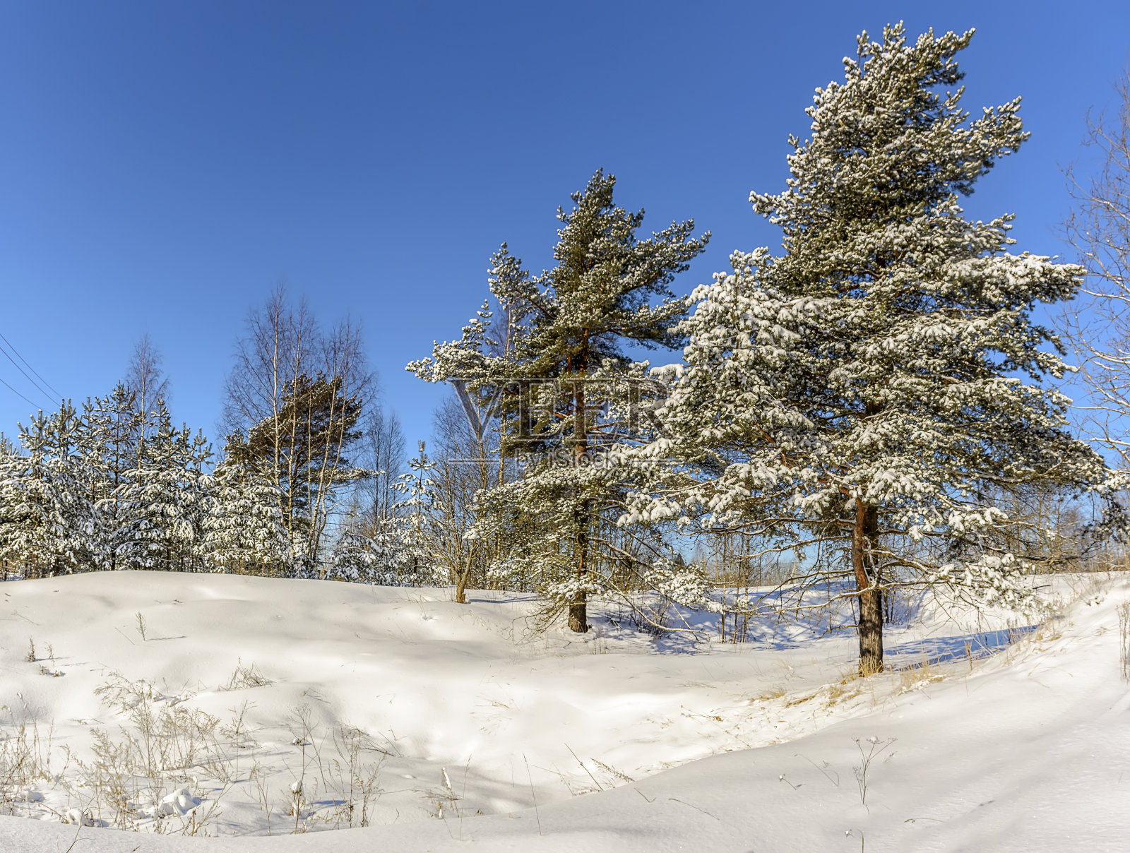 三月的一个阳光明媚的日子，在列宁格勒地区的松林里。照片摄影图片