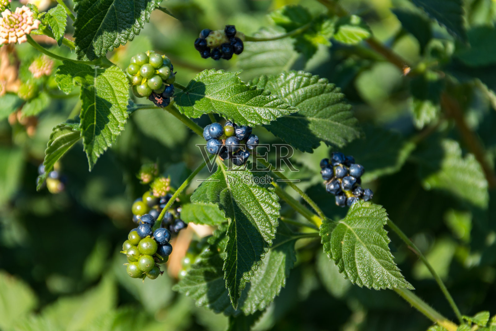 马缨丹(普通马缨丹)植物的果实照片摄影图片