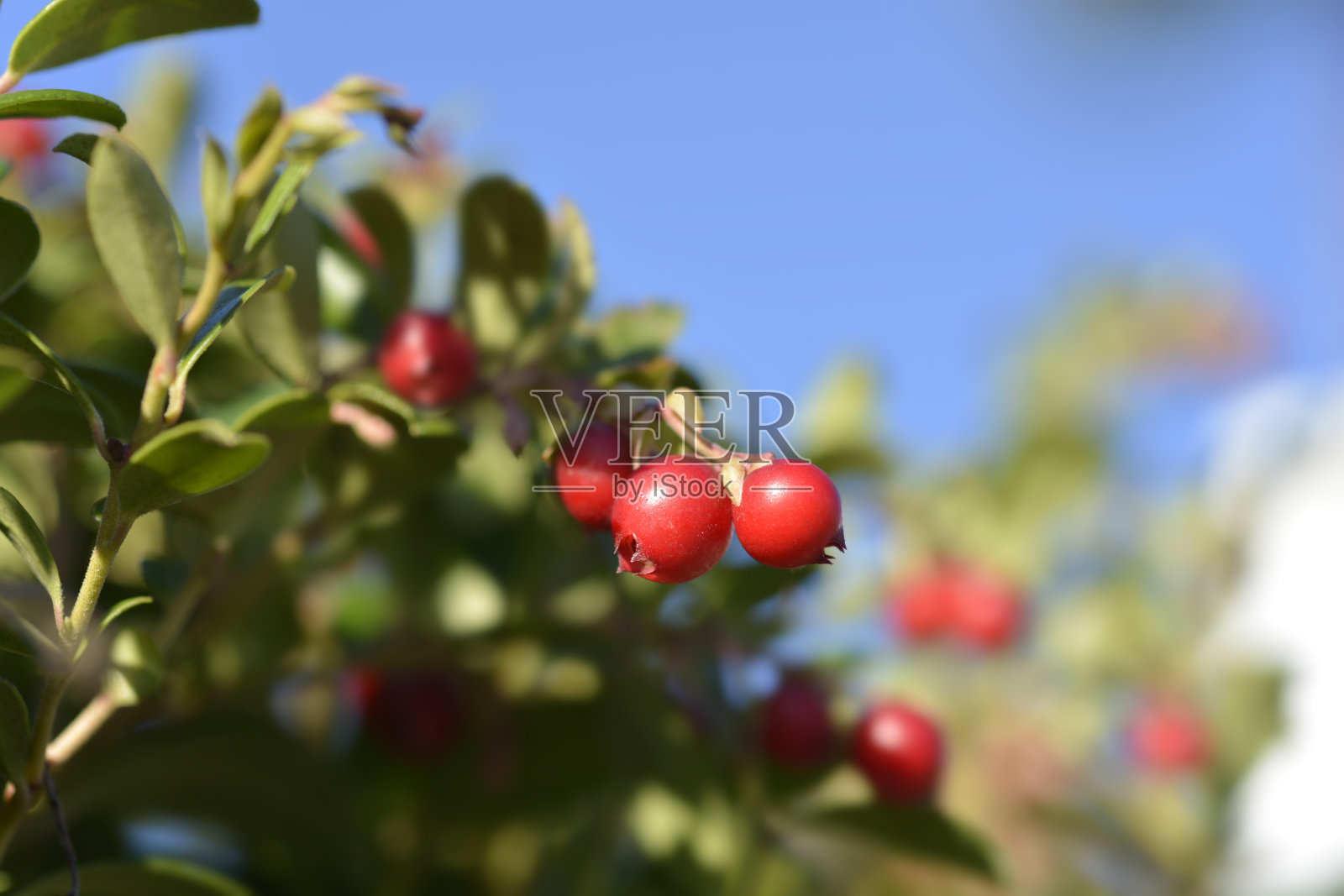 越橘火球照片摄影图片