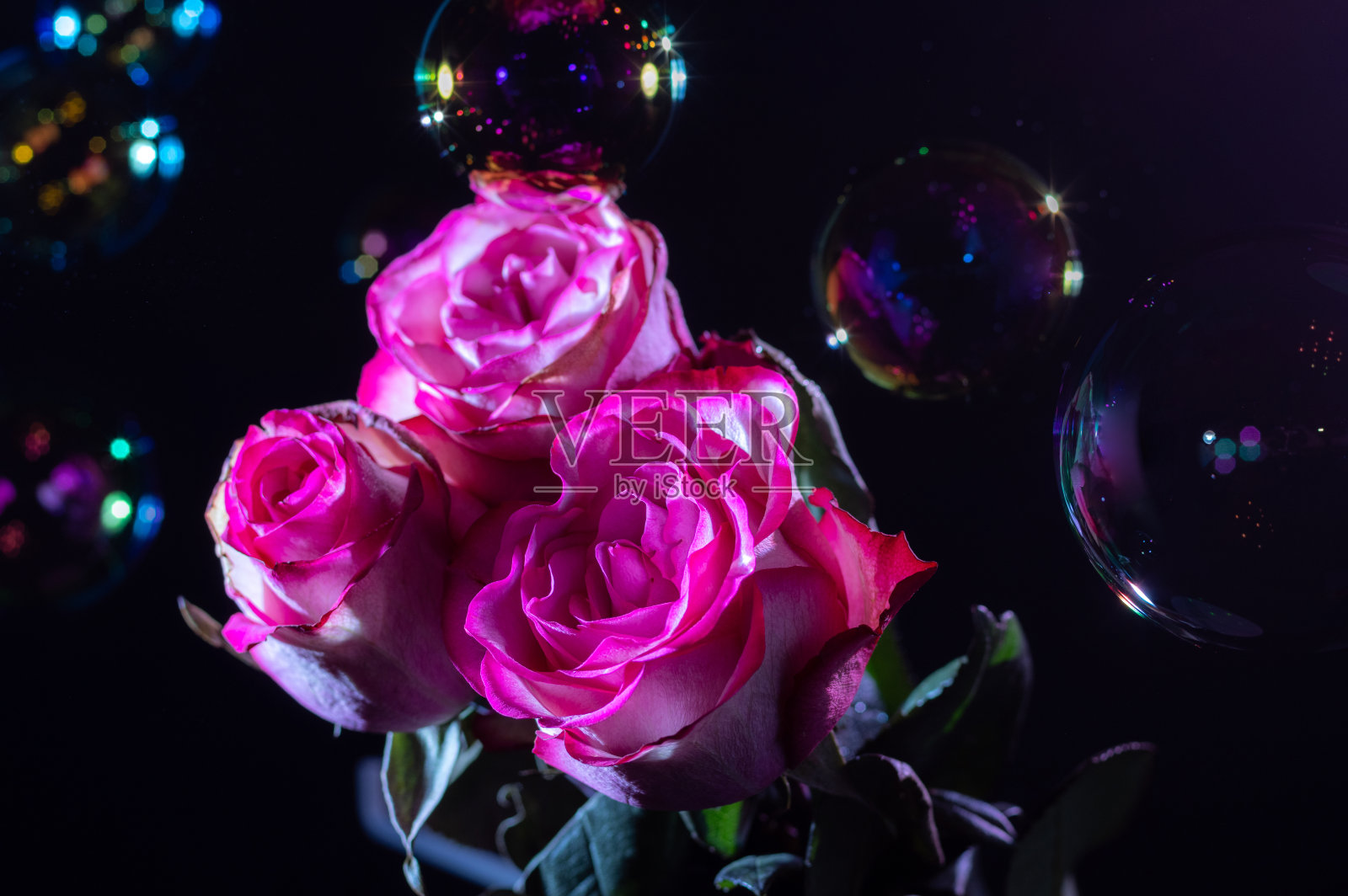 黑色背景上的猩红玫瑰。玫瑰和肥皂泡。照片摄影图片