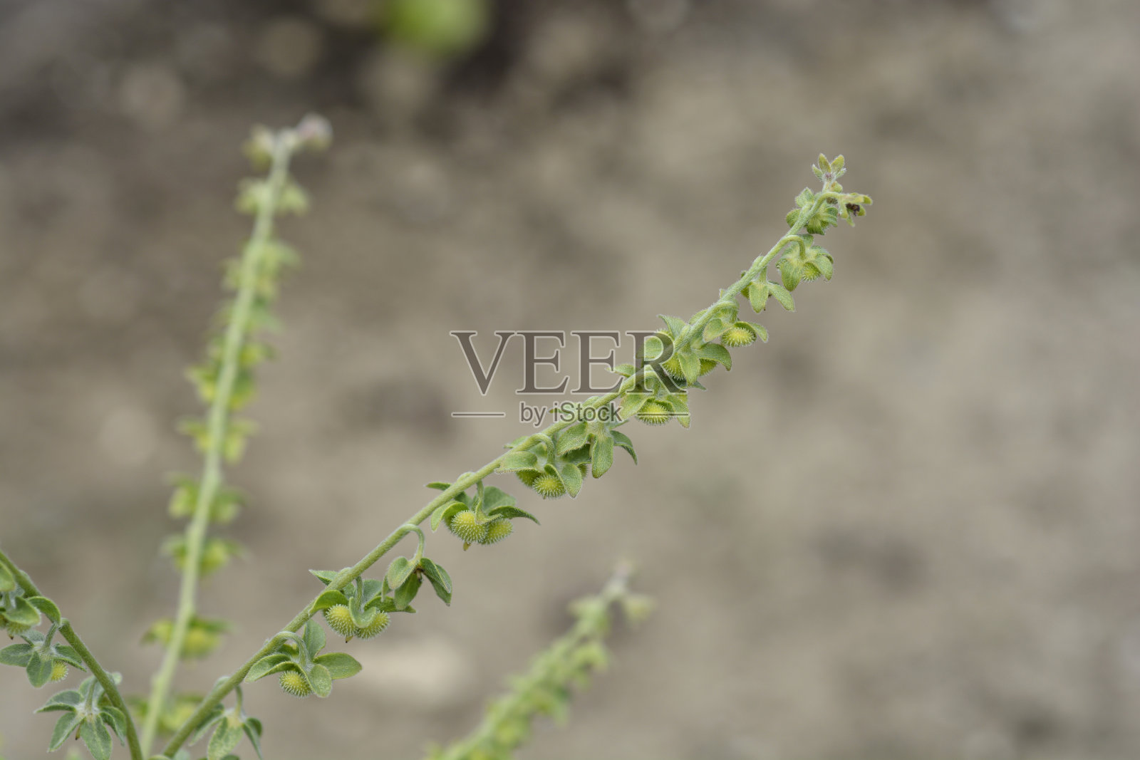 克里特岛蓝猎犬的舌头照片摄影图片