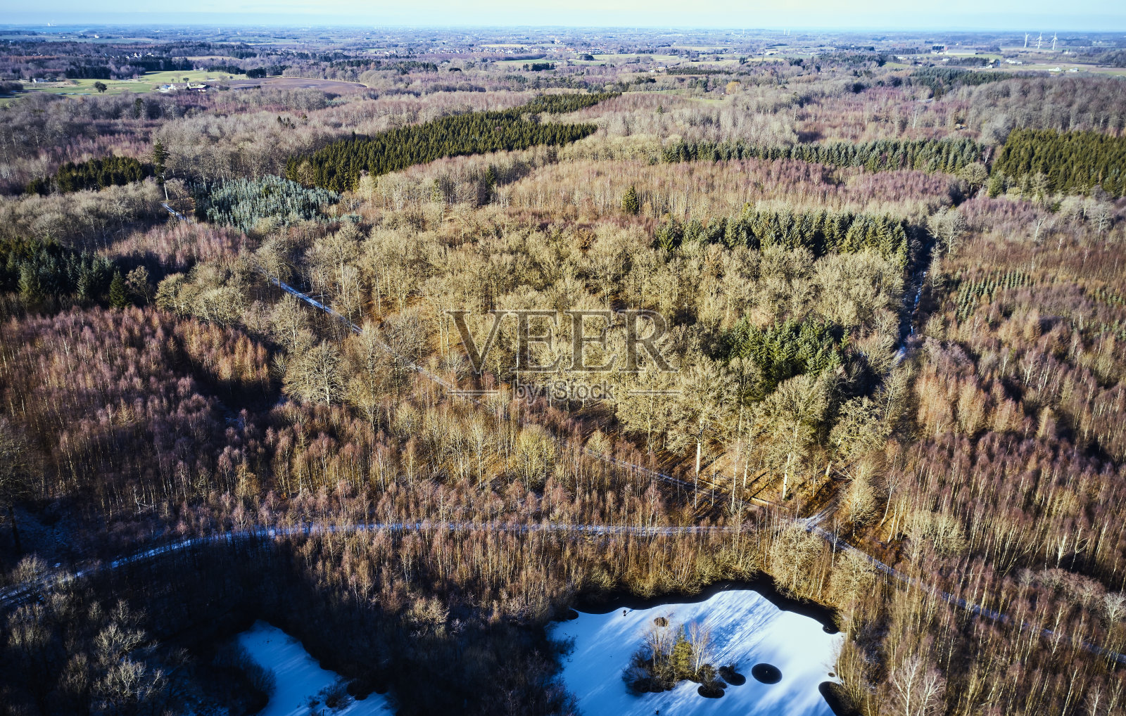 混交林照片摄影图片