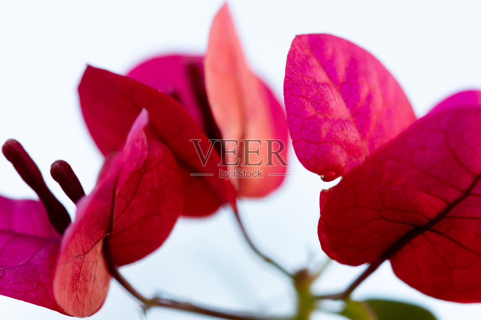 红色九重葛花在白色的背景照片摄影图片