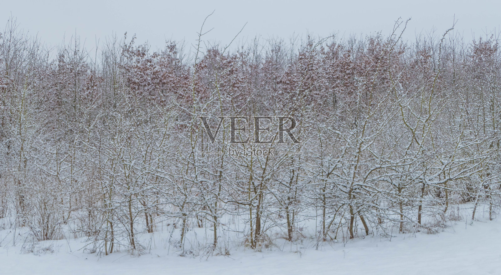 冬天有雪的树木苗圃照片摄影图片