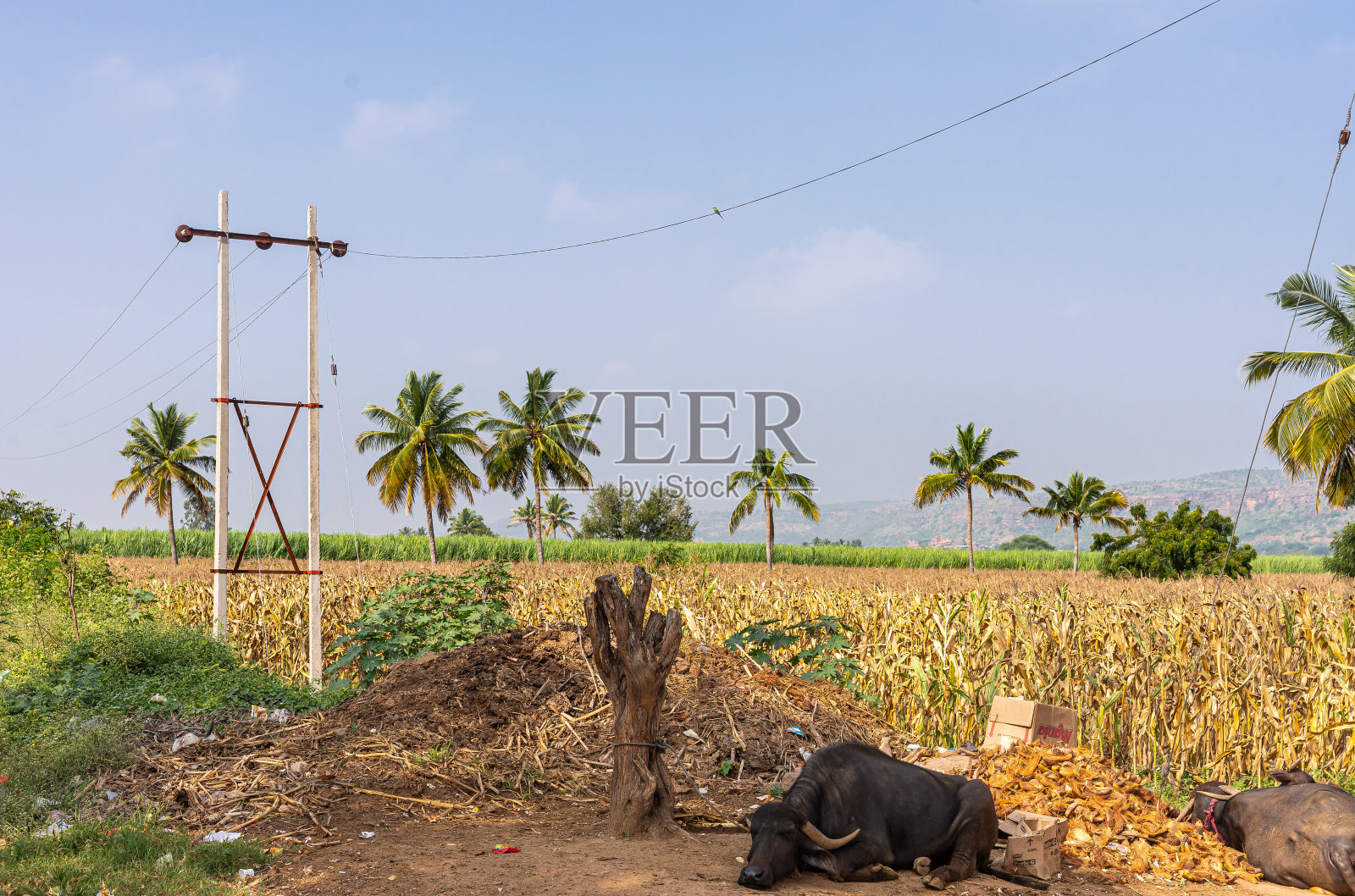 印度卡纳塔克邦的Siddanakolla，一片玉米和水牛的土地照片摄影图片